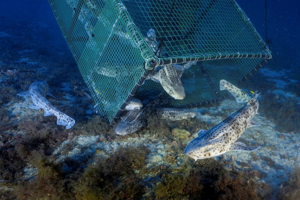 Un estudi per entendre la vida del gatvaire