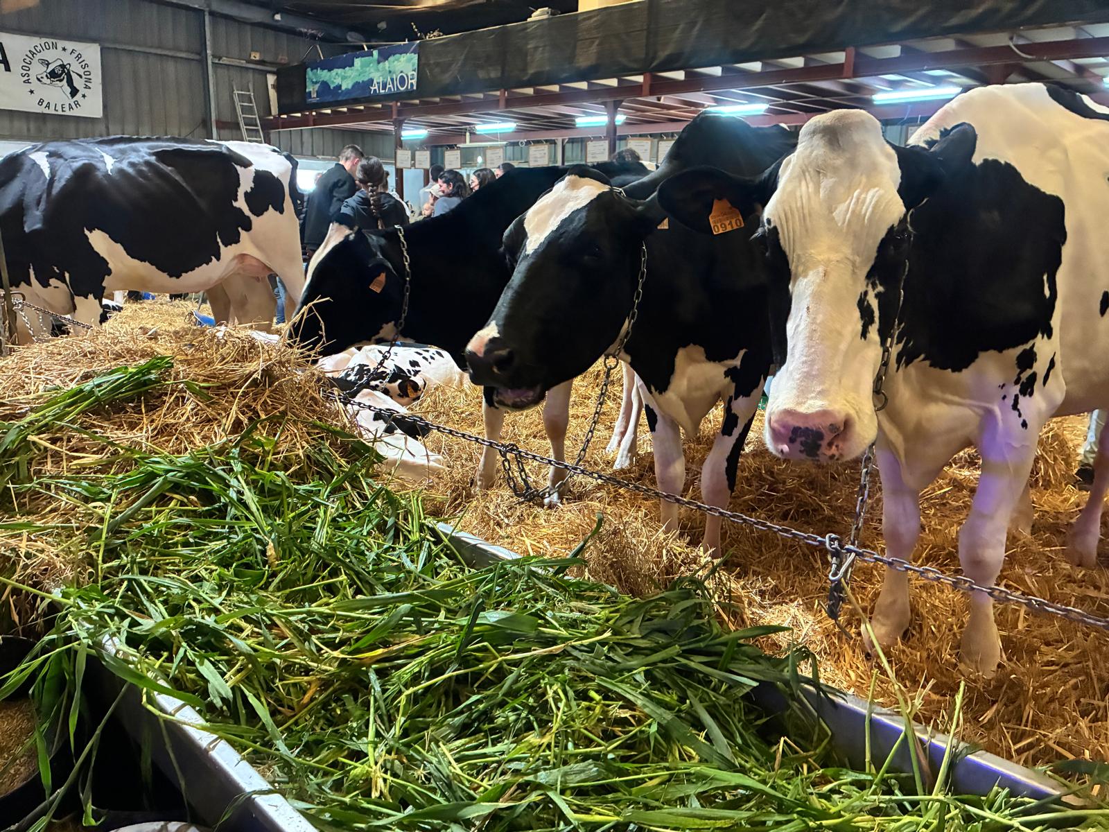 La Fira del Camp de Menorca reuneix més d’un centenar d’expositors i consolida el seu paper de referent del sector primari