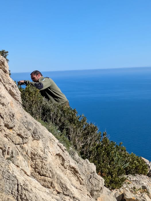 La mà de l'home contra la desaparició del boix balear