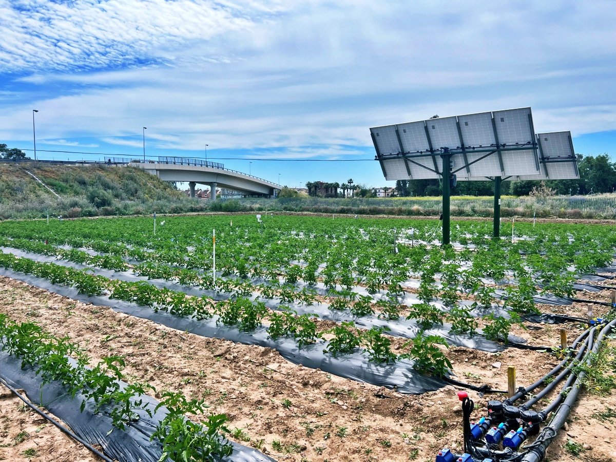Tomatigueres a l'ombra dels pannells de l'energia, una bona combinació per estalviar aigua