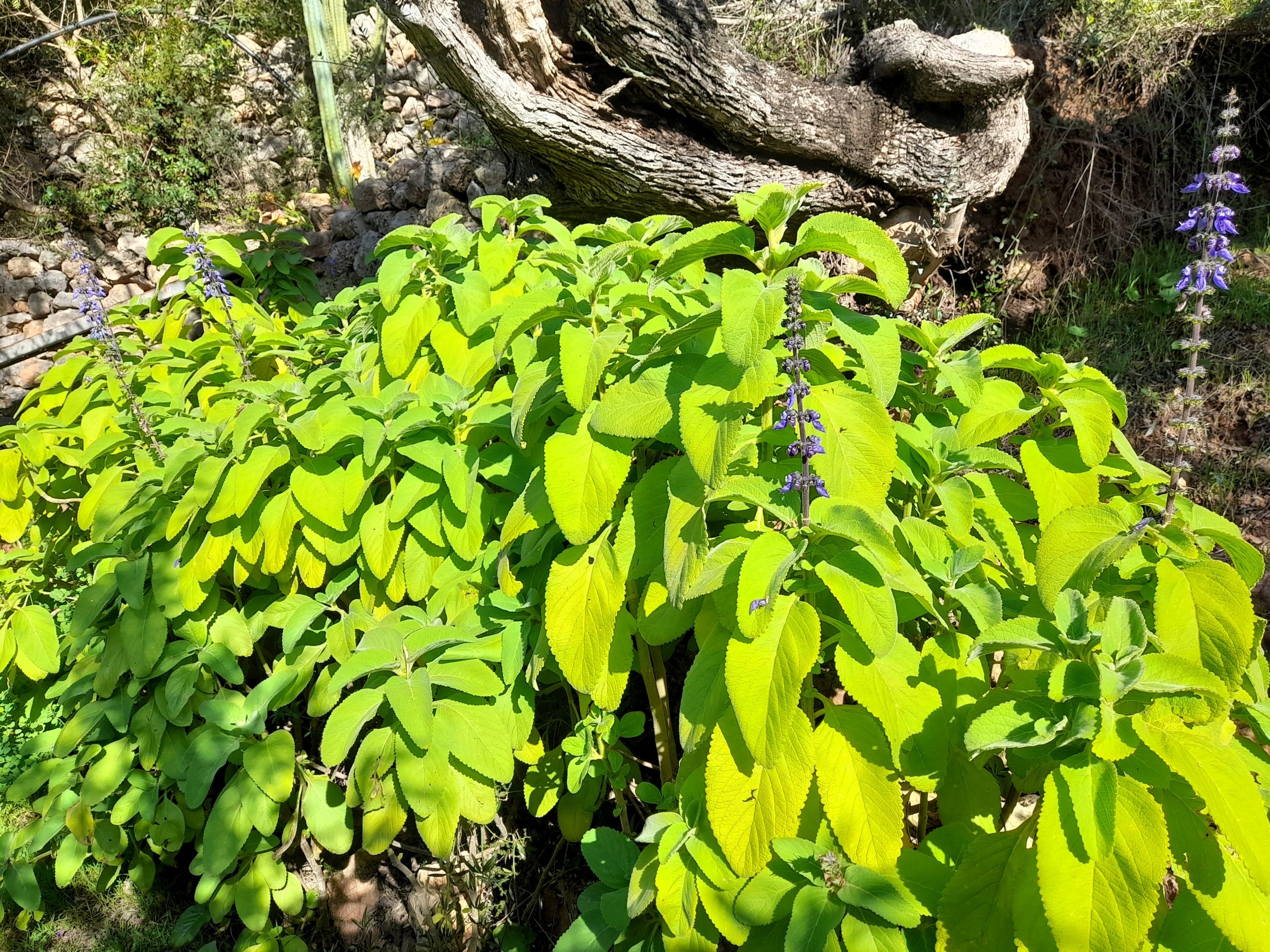 Boldo, una planta medicinal en auge El boldo (Peumus boldus), que il·lustra la portada, és un arbust perenne originari de Sud-amèrica que pot arribar fins als sis metres d’alçada. Les seves fulles desprenen una aroma característica que recorda la llimona i el coriandre. Les flors són petites, de color blanc o groc pàl·lid, i creixen en raïms, mentre que el fruit és una petita baia negra comestible. Es tracta d’una de les plantes medicinals que han guanyat protagonisme en els darrers temps, consumida habitualment en forma d’infusió a partir de les fulles seques. És rica en olis essencials com l’eucaliptol, així com en flavonoides, tanins, alcaloides i resines. Aquest conjunt de compostos li confereix propietats antioxidants, antiinflamatòries i depuratives, a més d’efectes digestius, sedants i hepatoprotectors. PEU DE FOTO 2: FlorMelicotoner-Olivar-Joan-19-03-2026.JPG Florida de primavera: flor de melicotoner. (Foto: Joan Oliver). El canvi d’estació Ahir entràrem a l’enyorada primavera. Tal com ja s’havia avançat en edicions precedents, el dia 20 marcà l’inici d’aquesta estació, sovint la més esperada de l’any. És un període de transició que deixa enrere l’hivern i obre la porta a temperatures més suaus, més hores de llum i una transformació progressiva de la natura. Durant l’equinocci, el dia i la nit tenen una durada gairebé idèntica arreu del món. Aquest equilibri es produeix perquè l’eix de la Terra no s’inclina ni cap al Sol ni en direcció contrària, fet que permet que ambdós hemisferis rebin una quantitat similar de radiació solar. A les nostres latituds, els dies s’allarguen progressivament —aproximadament tres minuts diaris— mentre que les nits es van escurçant. A partir d’ara s’encadenaran jornades més llargues, amb una meteorologia canviant i amb un augment de l’activitat social. La primavera no només transforma l’entorn natural, sinó que també incideix en el ritme vital de les persones. La primavera la sang altera Les dites populars solen contenir una part de veritat. En aquest cas, la primavera incideix en les hormones vinculades amb l’estat d’ànim i l’atracció. No és estrany sentir que és “l’estació de l’amor”. Des d’un punt de vista científic, l’inici d’aquesta etapa activa diversos processos orgànics que incrementen la vitalitat i predisposen a un estat anímic més positiu. Les hormones associades al plaer i al benestar experimenten una major activitat, fet que es tradueix en més energia i sociabilitat. El mes de març, associat simbòlicament a la renovació, deu el seu nom al llatí Martius, en referència a Mart, déu de la guerra. És també el moment en què els dies assolellats comencen a imposar-se, a poc a poc, sobre els grisos de l’hivern. Incongruències: “Som salut”? Sorgeix, però, una pregunta recurrent: si el cos humà té capacitat per autoregular-se i mantenir-se en equilibri, per què emmalalteix amb tanta freqüència? La saturació creixent dels serveis sanitaris i l’augment del consum de medicaments, vitamines i suplements evidencien una contradicció. Els sistemes del cos —nerviós, respiratori, digestiu, endocrí i immunitari— estan dissenyats per detectar desequilibris i corregir-los. Tot i així, les malalties es multipliquen. Factors com l’estrès crònic, la mala alimentació, la contaminació, els microplàstics o la manca de descans alteren aquest equilibri. Quan el sistema emocional es desestabilitza, també ho fa la fisiologia: es modifiquen les hormones, disminueix la capacitat de recuperació i s’afebleix el sistema immunitari. El cos és capaç de regenerar-se, però no és invencible. L’entorn actual sovint supera els seus mecanismes naturals de defensa. El model biomèdic respon amb eficàcia davant crisis puntuals, però presenta limitacions a l’hora d’abordar el benestar crònic. Paral·lelament, s’ha anat perdent la connexió amb els hàbits tradicionals i amb l’entorn natural, elements que durant generacions han estat fonamentals per a la salut. La felicitat, a estudi L’any 1938, la Universitat de Harvard inicià un dels estudis més llargs sobre la felicitat humana. Durant prop de noranta anys, es va fer el seguiment de centenars de persones de perfils diversos, analitzant la seva salut, situació econòmica i relacions personals. Les conclusions varen ser clares: els factors materials no eren determinants. La qualitat dels vincles personals sí que marcava la diferència. Les persones amb relacions sòlides vivien més, emmalaltien menys i mantenien un millor estat general. Cuidar els llaços socials esdevé, així, una forma de cuidar la salut. El conte del samurai Un antic mestre samurai demanà al seu deixeble: — Si algú arriba fins a tu amb un regal i tu no l’acceptes, de qui és el regal? El deixeble respongué: — D’aquell que va intentar entregar-lo. El mestre somrigué: — Exacte. El mateix passa amb la ràbia, la gelosia, la crítica i els insults. Quan no els acceptes, continuen pertanyent a qui te’ls volia donar. (Conte zen tradicional d’autor desconegut)