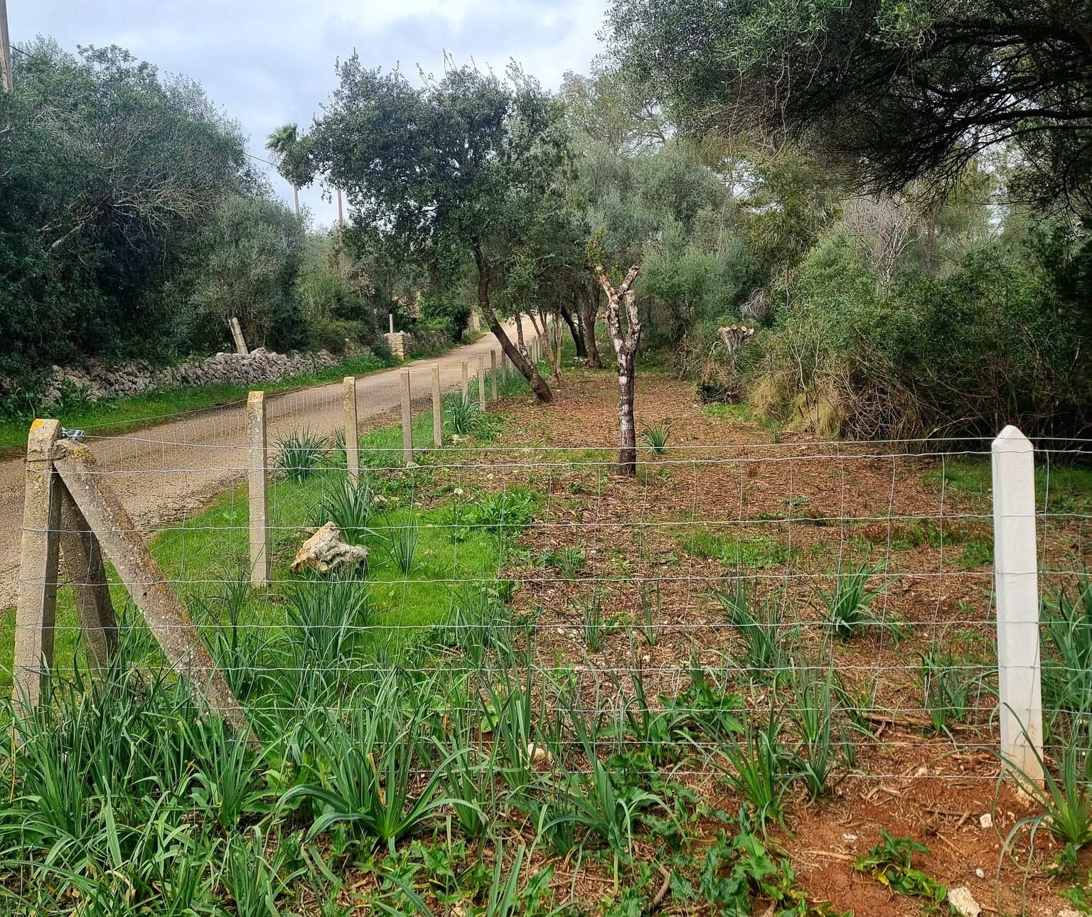 L’Ajuntament de Lloret de Vistalegre ha finalitzat recentment les feines de reforma i millora del tancament de sa Comuna, una actuació destinada a renovar el perímetre d’aquest espai forestal i facilitar-hi l’accés dels vianants. El projecte ha tengut un cost de 88.864 euros i s’ha finançat a través del Pla d’Obres i Serveis del Consell de Mallorca. Les tasques executades han permès substituir els pals del tancament que es trobaven en mal estat i renovar la reixa de tot el perímetre. A més, s’han habilitat nous accessos per a vianants des del camí de sa Comuna, una actuació que respon a peticions formulades pels veïnats de la zona. Paral·lelament, s’ha duit a terme el desbrossament de tot el perímetre. Segons ha explicat el consistori, aquesta intervenció també dona resposta a les demandes dels residents del camí de sa Comuna, que havien advertit del creixement de mates i arbusts que envaïen la vorera i dificultaven el pas en determinats punts. El projecte també ha inclòs l’ampliació de trams de voravia. En concret, s’han reculat els pals del tancament al costat de na Frare fins al camp de futbol i fins al camí de Ruberts, amb l’objectiu d’eixamplar l’espai destinat als vianants i millorar la seguretat de les persones que passegen per aquesta zona. Una altra de les novetats és la creació d’un nou accés a peu que connecta l’aparcament del camp de futbol amb sa Comuna. A partir d’ara, quan se celebrin activitats a l’espai natural —com la Diada de la Natura o el Dia de l’Àngel— els vehicles hauran d’estacionar a l’aparcament del camp de futbol i els assistents hi accediran caminant a través d’aquest nou pas habilitat.