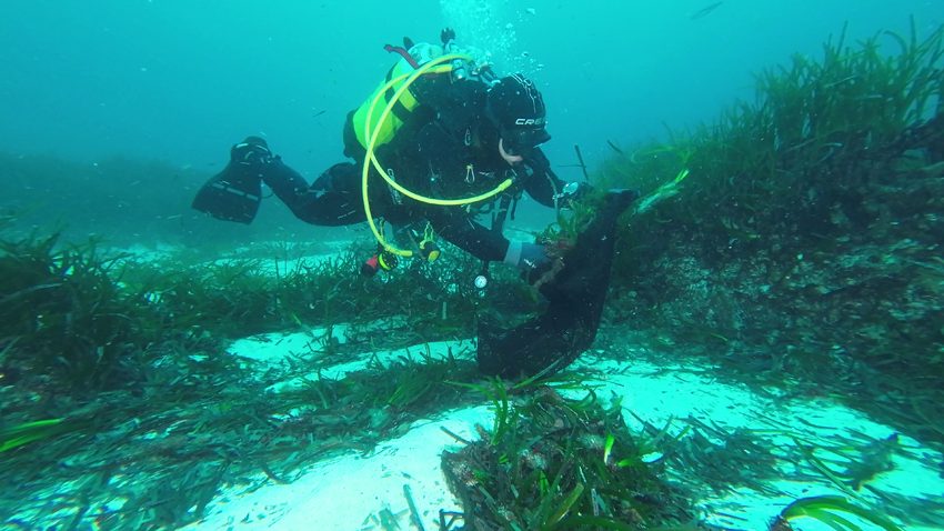 Menorca recupera una praderia de posidònia a Cala Blanca quinze anys després d’un vessament