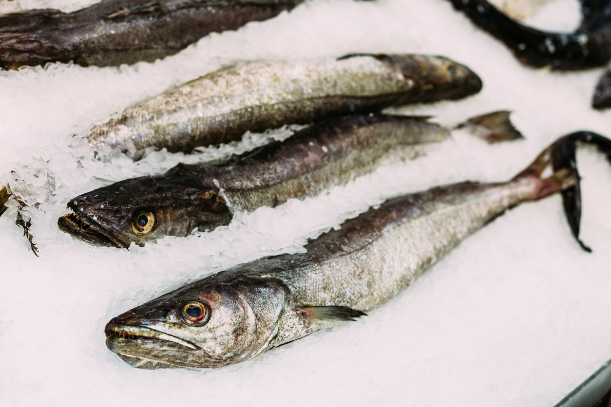 Un estudi científic alerta de la pèrdua de diversitat genètica del lluç europeu i de la vulnerabilitat de la població de les Balears