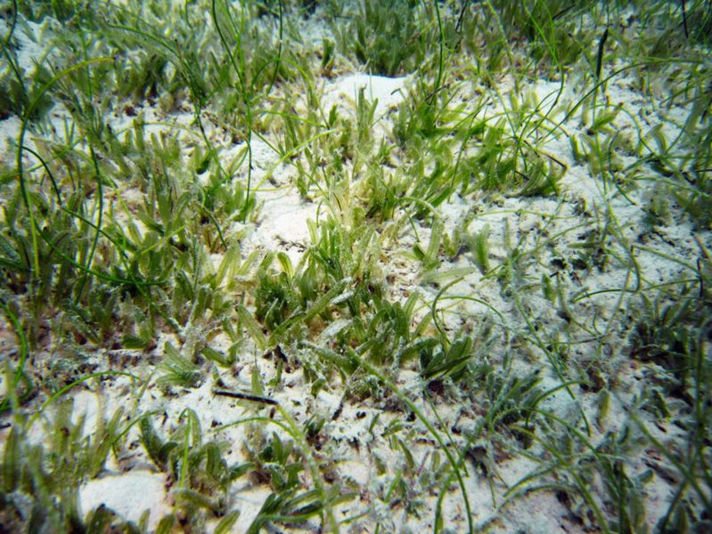 Detectada per primera vegada a les Balears una planta marina invasora d’origen tropical