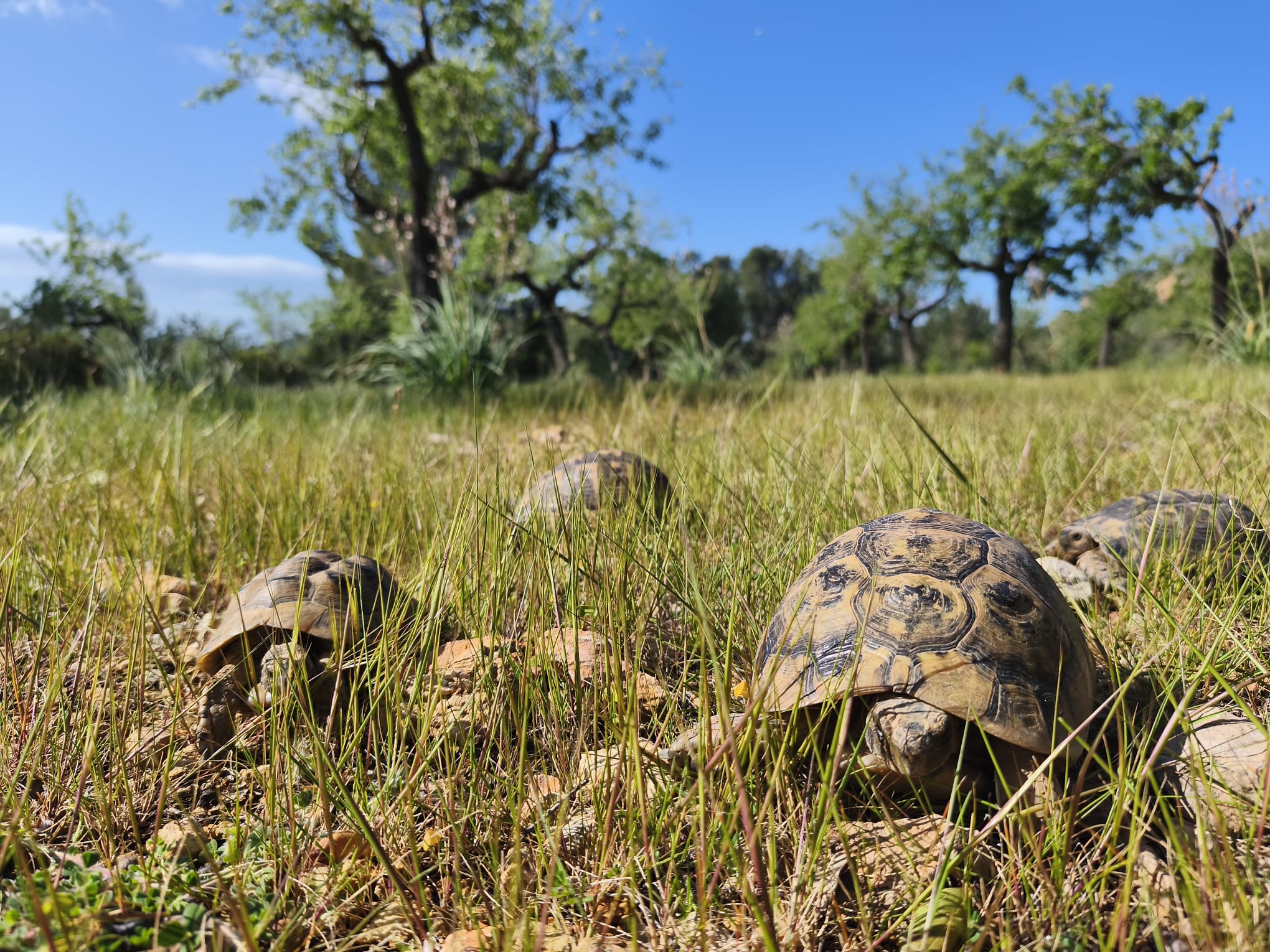 Quinze tortugues mores, en llibertat a Calvià