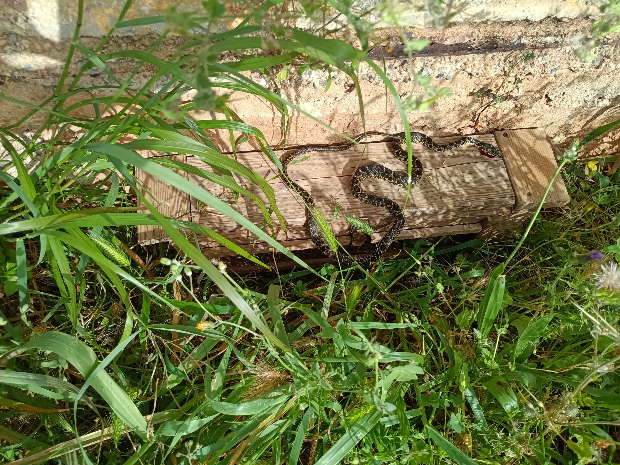 Prop de 4.500 serps invasores capturades a Eivissa i Formentera