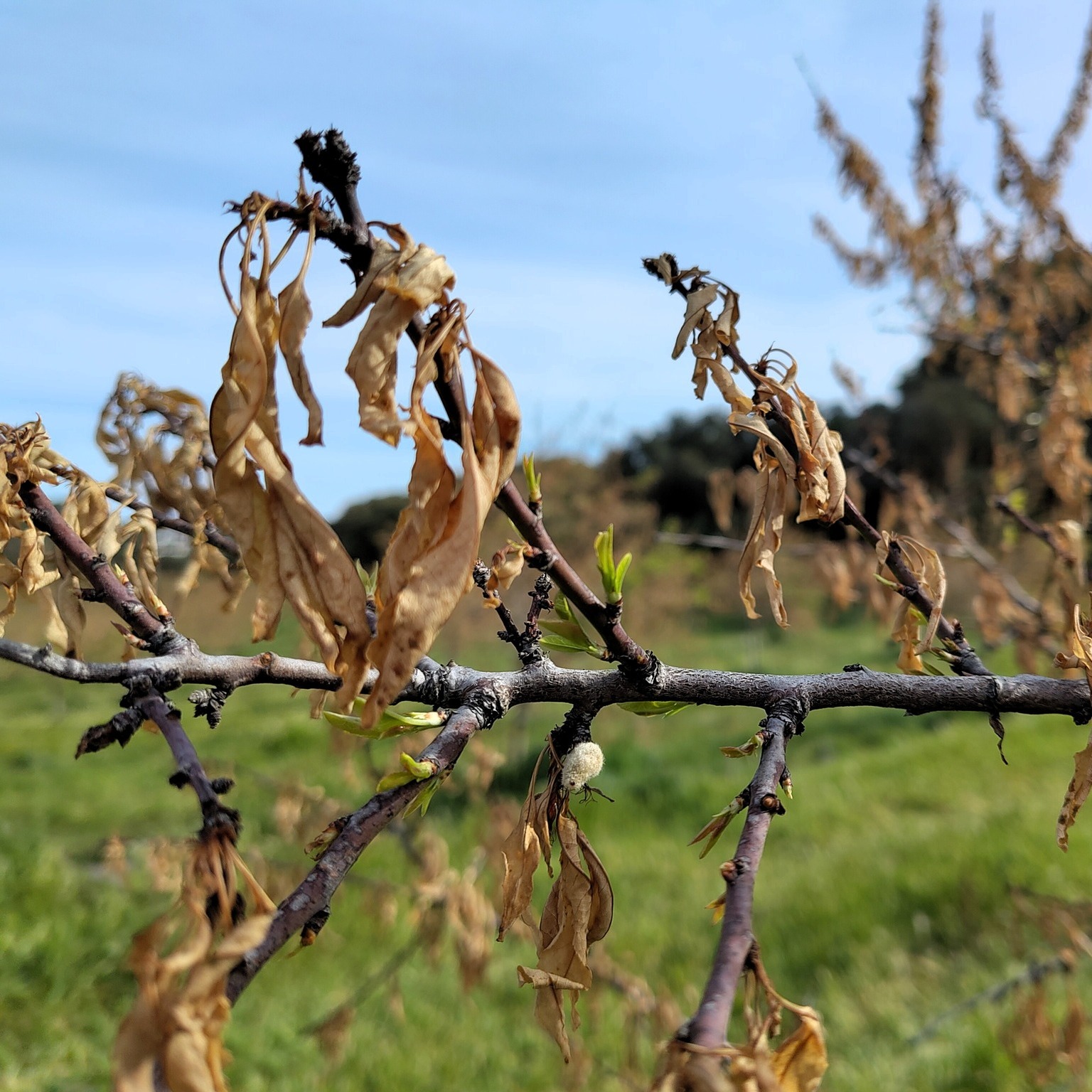 Les ventades de finals de març deixen petjada al camp i comprometen les collites