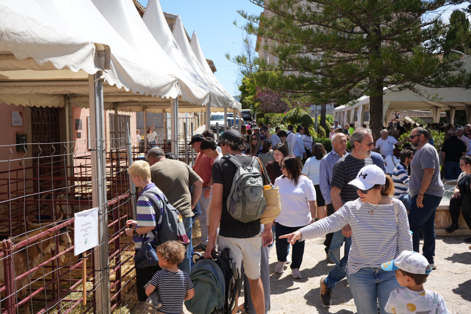 La Fira d’Oví i Caprí de Calvià consolida el seu èxit amb 15.000 visitants
