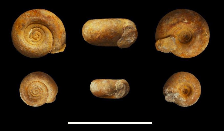 La paleontologia esdevé dolça: un caragol prehistòric amb nom d’ensaïmada
