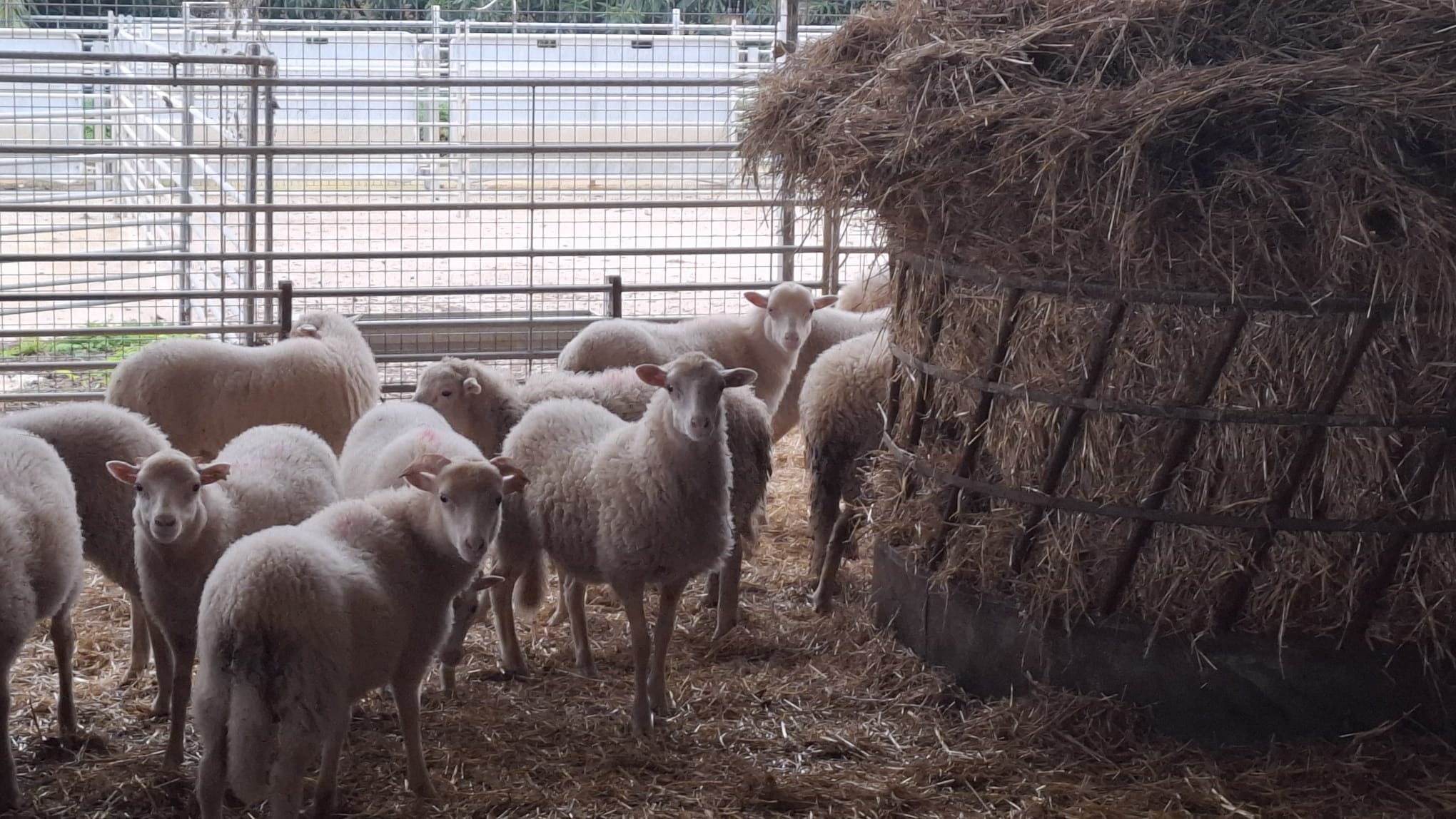 La Cooperativa Pagesa de Pollença comercialitza un 10% més de xot aquesta campanya