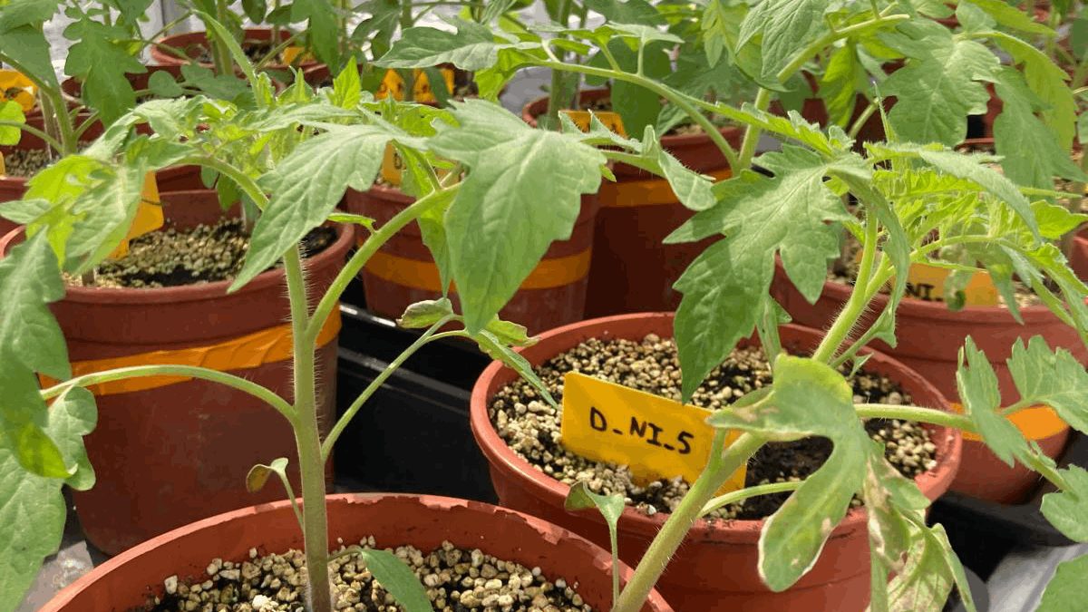 La UIB i el CSIC creen una unitat per fer recerca sobre l'adaptació de les plantes al canvi climàtic