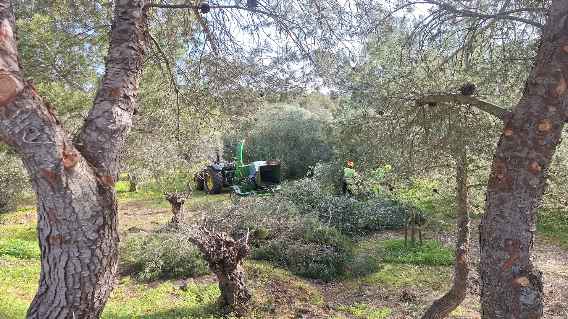 El Consell de Mallorca ha posat en marxa una campanya específica per reduir el risc d’incendis als marges de les carreteres més transitades de l’illa, amb una inversió que s’acosta als 2,5 milions d’euros. L’actuació, iniciada el gener passat, s’estendrà fins al juny i se centra en la neteja i gestió de la vegetació en punts especialment sensibles de la xarxa viària. Els treballs afecten diversos eixos d’alta capacitat, com la via de Cintura (Ma-20), l’autopista d’Inca (Ma-13 i Ma-13A), la d’Andratx (Ma-1) i la de Llucmajor (Ma-19), on la presència de massa vegetal als vorals incrementa el perill de propagació del foc durant els mesos de més calor. Actualment, les tasques es concentren a Marratxí, on el conseller de Territori, Mobilitat i Infraestructures, Fernando Rubio, ha supervisat l’evolució dels treballs acompanyat del director insular d’Infraestructures i ITV, Rafel Gelabert. Franges de seguretat i eliminació de combustible vegetal L’operatiu consisteix principalment en la retirada de residus acumulats als vorals i la creació de franges de seguretat de fins a cinc metres d’amplada. Aquestes àrees es configuren mitjançant la poda intensiva de la vegetació, que posteriorment es retira per evitar que esdevingui material combustible. A més, s’actua sobre l’arbrat, especialment pins, amb la tala de branques baixes fins a una alçada mínima de dos metres. L’objectiu és impedir la propagació vertical de les flames, un factor clau en l’expansió dels incendis forestals cap a zones més àmplies. Segons ha explicat Rubio, aquestes actuacions responen a una doble necessitat: “millorar la visibilitat dels conductors, prevenir la propagació d’incendis, augmentar la seguretat dels usuaris i mantenir en bon estat les infraestructures”. El conseller també ha alertat del risc afegit que suposen elements com llosques, restes de combustible o residus acumulats a les cunetes en episodis de temperatures elevades. Una inversió sostinguda en manteniment viari Aquesta campanya s’emmarca dins el pressupost global de manteniment de la xarxa de carreteres insular, que aquest 2026 arriba als 27,2 milions d’euros. El pla inclou actuacions periòdiques de neteja i prevenció d’incendis a totes les vies gestionades pel Consell —un total de 205 carreteres que sumen prop de 1.600 quilòmetres— amb intervencions que es duen a terme entre dues i tres vegades l’any. Les tasques es concentren habitualment a l’hivern i la primavera, amb l’objectiu de facilitar la recuperació de la vegetació i anticipar-se a la temporada de major risc. Més seguretat per als ciclistes En paral·lel, el Consell també ha executat actuacions específiques en trams amb alta presència de ciclistes, com a la zona de Llucmajor, on s’han fet podes i neteges per garantir una circulació més segura. Aquestes intervencions responen a les demandes de la Federació de Ciclisme de les Illes Balears, formulades en el marc de la Comissió de seguretat de ciclistes, un òrgan recuperat el 2025 després de cinc anys d’inactivitat.