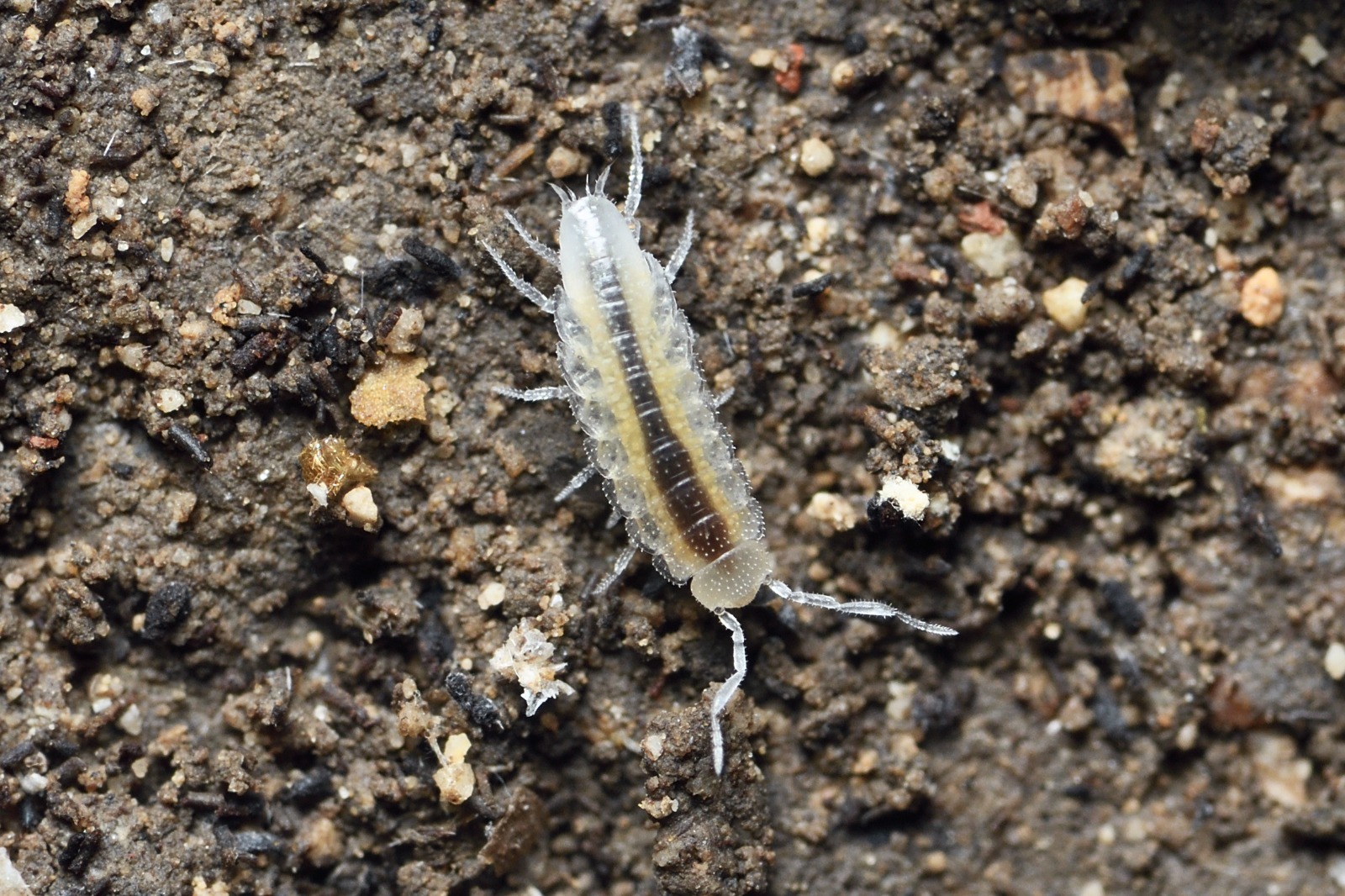 Lluc Garcia, del MUCBO, descriu un nou gènere i dues noves espècies d’isòpodes terrestres cavernícoles