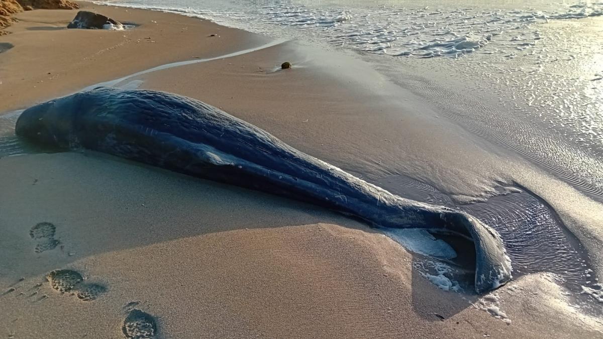 Localitzat un catxalot mort a la platja gran de Tirant, al nord de Menorca