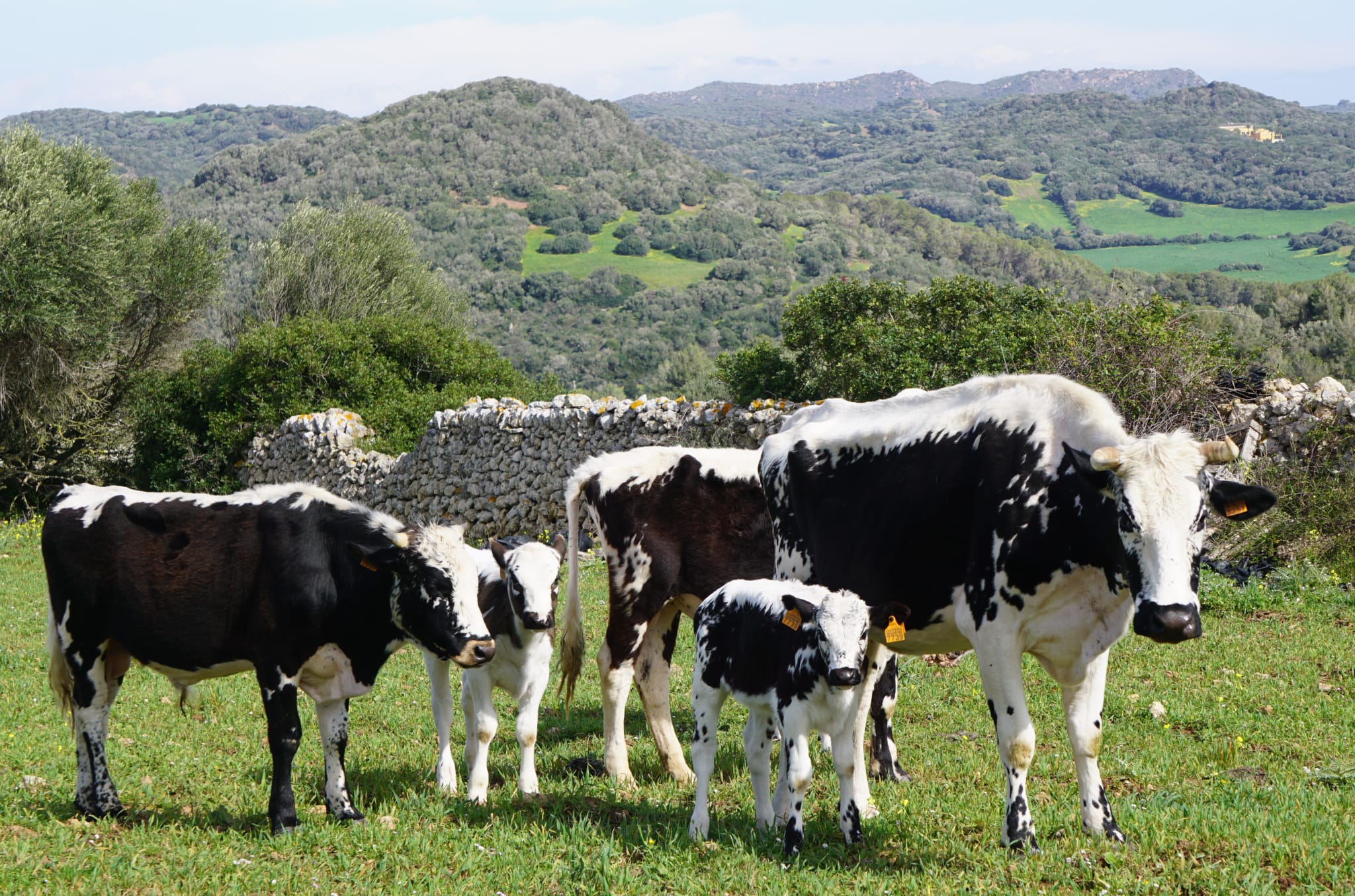 L’IRFAP impulsa el reconeixement estatal de la vaca de la reina com a raça autòctona