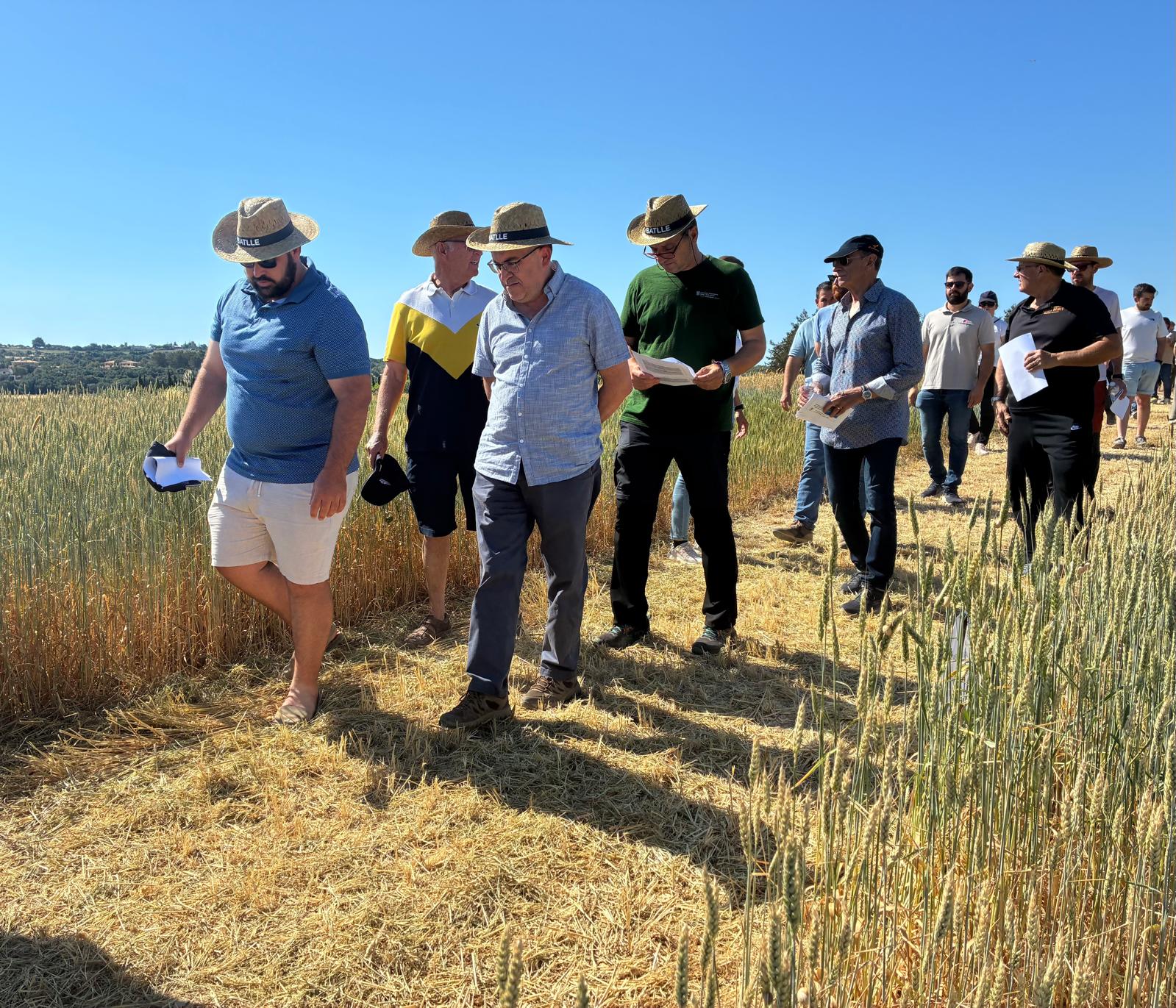 Ordi mallorquí, favó i blat xeixa, les varietats locals que s'obrin camí dins el sector agrari mallorquí