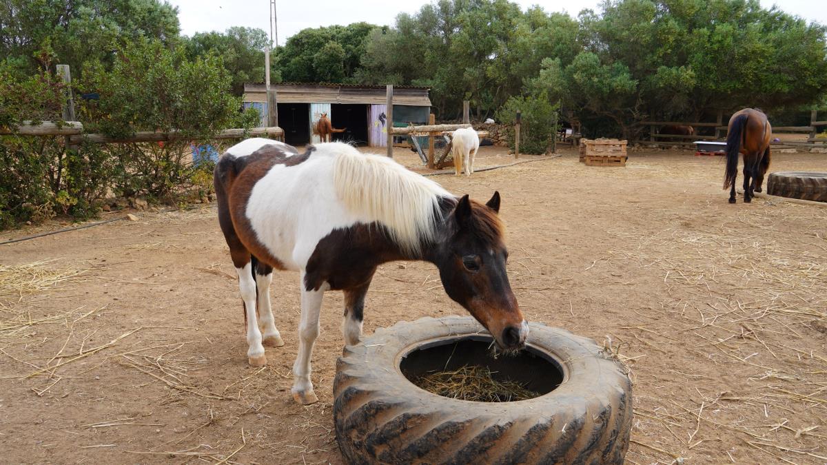 Menorca reforça el suport al rescat d’equins amb un nou conveni per al 2026