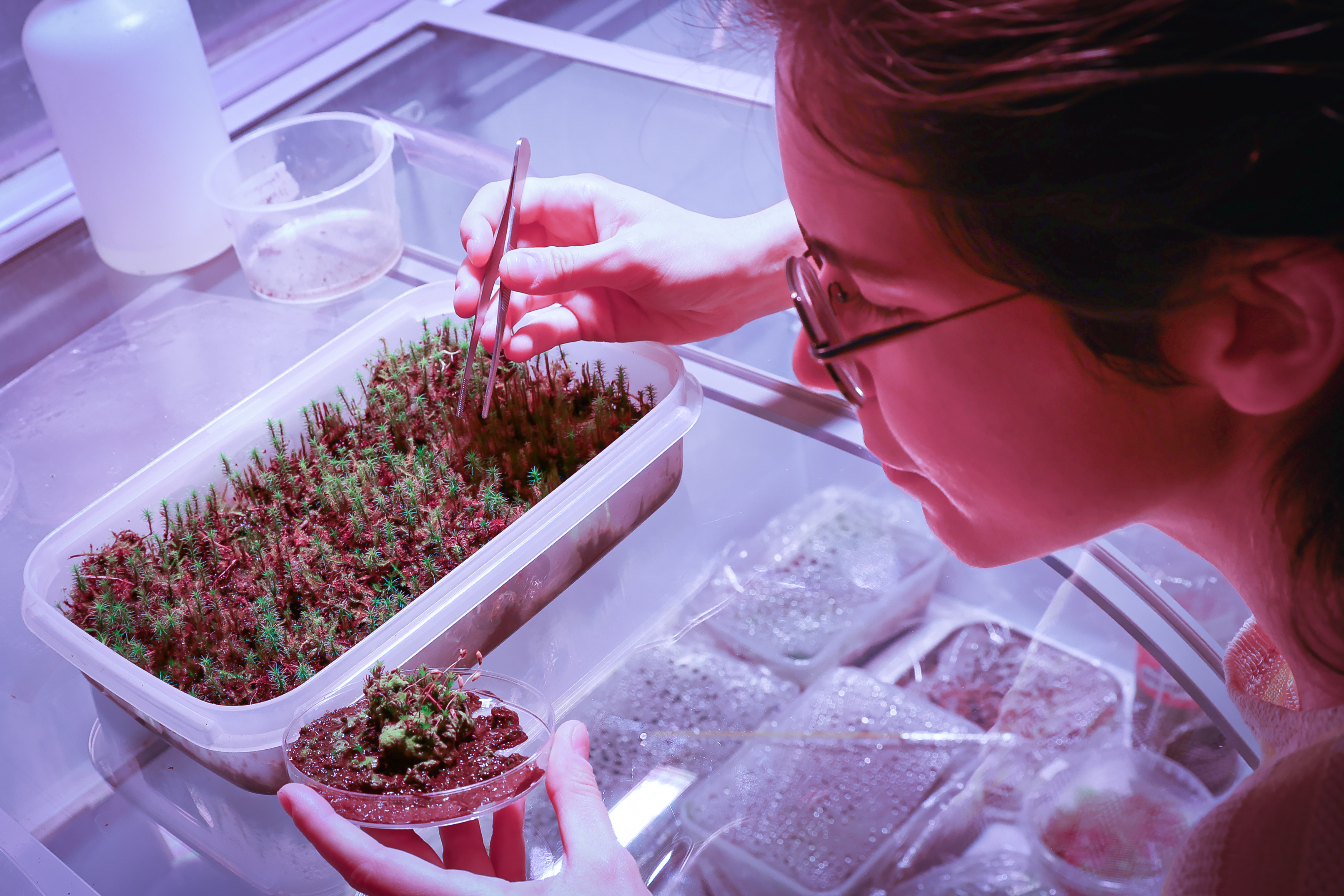 Les molses redefineixen el control de l'aigua en les plantes més enllà dels estomes, segons un estudi de la UIB