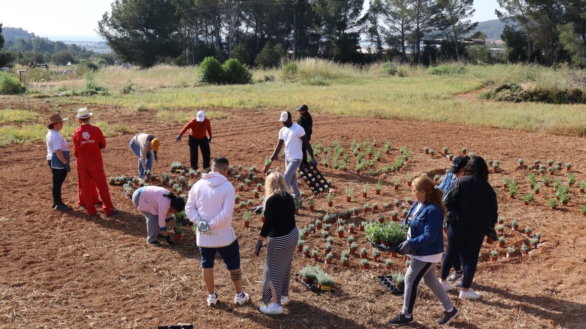 EivissaPreservation i Càritas creen un jardí per a pol·linitzadors a Sant Rafel