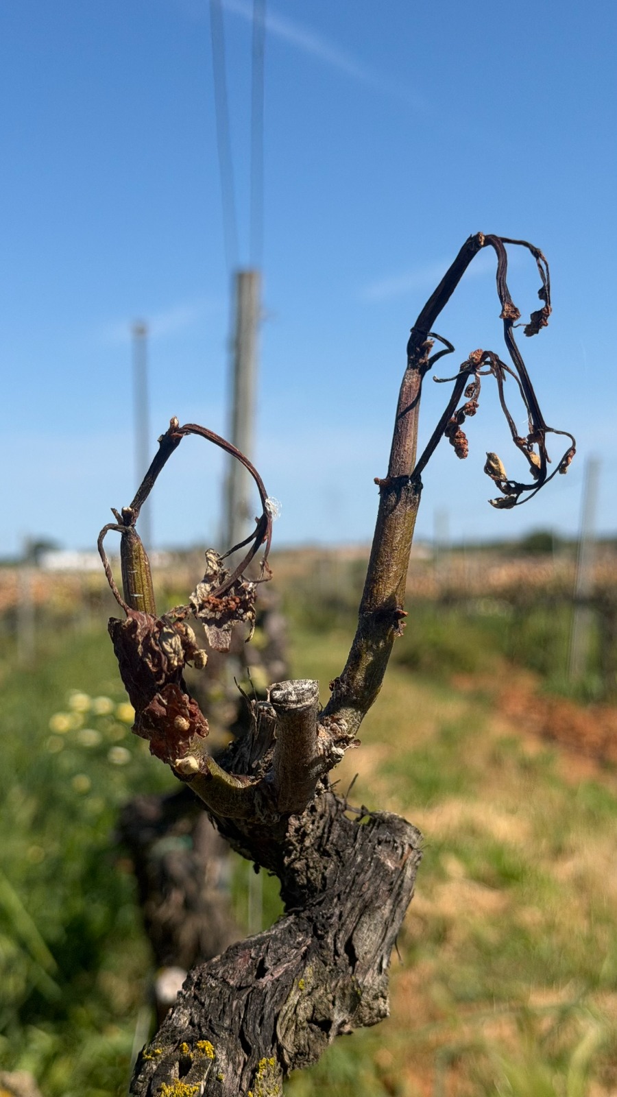 AGRAME reclama ajudes pels greus danys del temporal de Setmana Santa a vinyes, fruiters i oliveres de Menorca