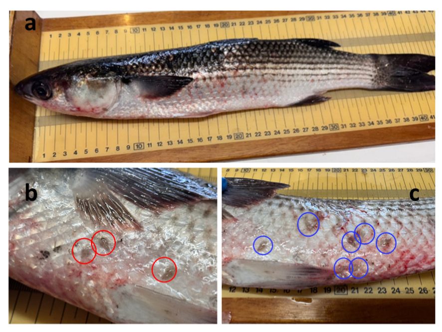 Un estudi elaborat per investigadors de l’Institut de Recerca i Formació Agroalimentària i Pesquera de les Illes Balears (IRFAP), amb la col·laboració del personal del Parc Natural de s’Albufera des Grau, ha permès aclarir les causes de l’episodi de mortalitat massiva de llises registrat a Menorca entre novembre de 2024 i febrer de 2025. Durant aquests mesos es varen comptabilitzar 4.811 exemplars morts de les espècies Liza ramada i Mugil cephalus. Segons les conclusions de l’estudi, la mortaldat no va ser conseqüència d’un únic factor, sinó del conjunt de diverses circumstàncies biològiques i ambientals. Entre aquestes, la infestació pel copèpode ectoparàsit Caligus pageti emergeix com l’element més determinant. Per arribar a aquesta conclusió, els investigadors varen dur a terme una anàlisi exhaustiva dels peixos afectats, que va incloure necròpsies, estudis histopatològics i tècniques moleculars avançades. Aquestes proves varen permetre descartar malalties infeccioses d’origen víric o bacterià i identificar amb precisió el paràsit responsable de les lesions observades. Els resultats indiquen que la presència massiva de Caligus pageti va provocar danys importants a la pell i a les brànquies dels peixos, debilitant-ne l’estat de salut. Tot i això, els autors de la investigació assenyalen que altres factors presents a la llacuna, com la baixa renovació de l’aigua, determinades condicions ambientals i una elevada concentració de peixos, haurien afavorit la proliferació del paràsit i agreujat les conseqüències sobre les poblacions afectades. L’estudi aporta també una novetat científica destacada: la primera caracterització molecular de Caligus pageti. Aquesta fita permetrà millorar la identificació d’aquesta espècie en futures investigacions i reforçar el seguiment de la seva presència en ecosistemes costaners mediterranis. Els investigadors consideren que els resultats obtinguts contribuiran a aprofundir en el coneixement de la dinàmica dels paràsits marins i ajudaran a perfeccionar els programes de vigilància sanitària i ambiental. Alhora, l’estudi posa en relleu la necessitat de mantenir sistemes de seguiment continuat en espais naturals protegits com s’Albufera des Grau, així com la importància de la col·laboració entre els equips científics i els gestors dels espais naturals per afrontar episodis que poden tenir un impacte significatiu sobre la biodiversitat.
