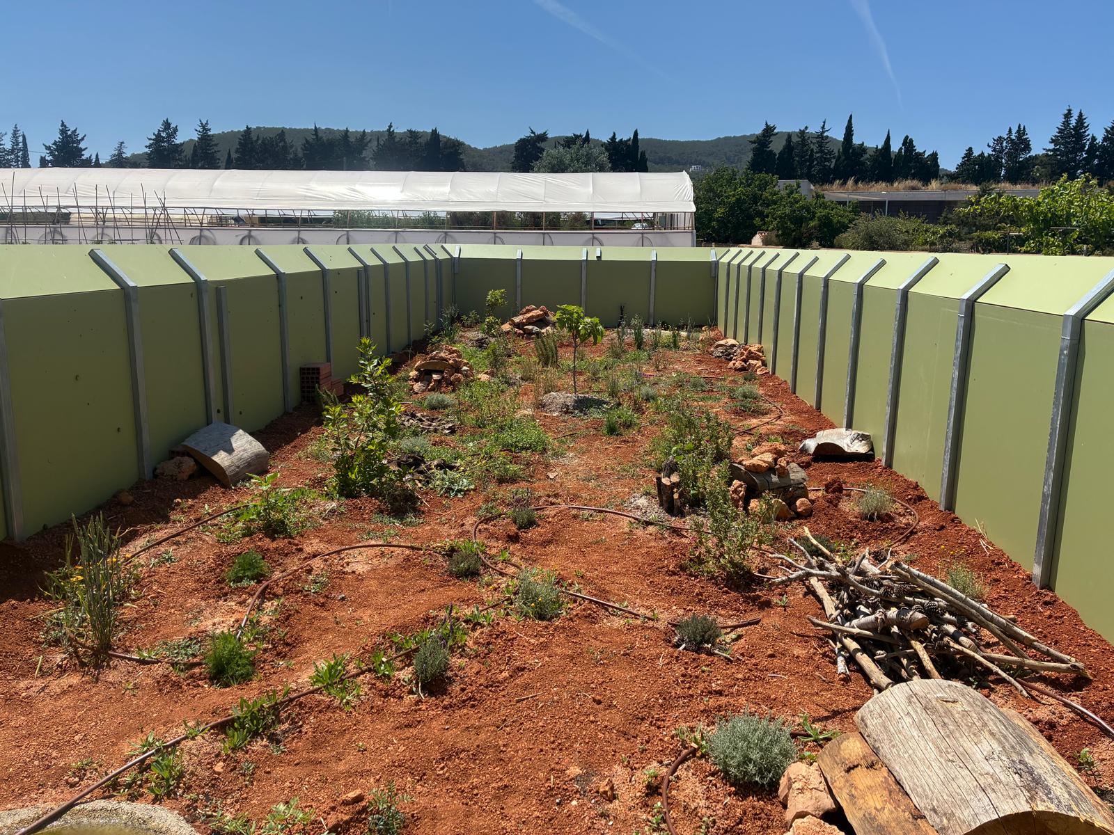 Eivissa opta per crear refugis segurs per preservar la sargantana pitiüsa