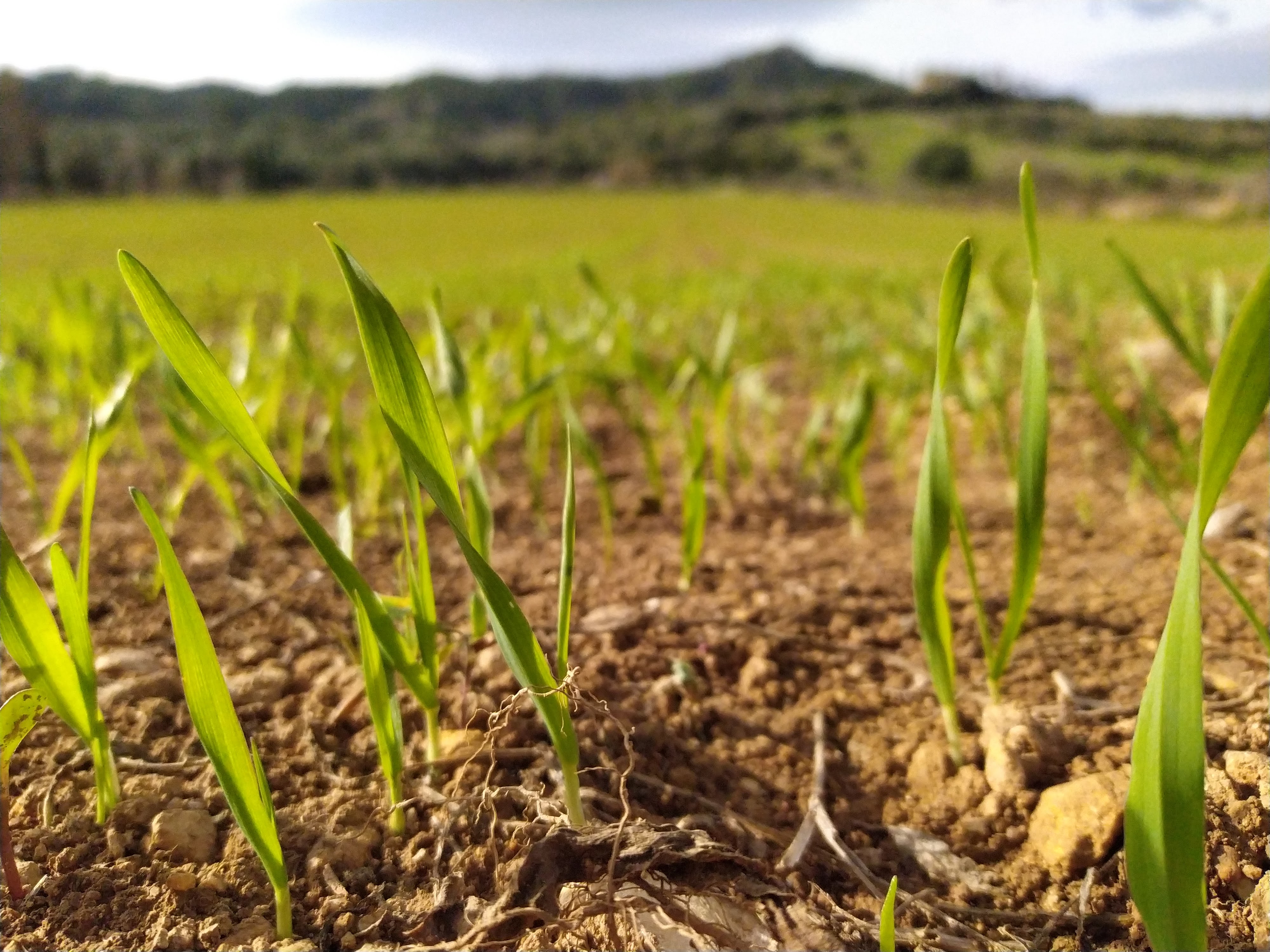 El Govern impulsarà l’agricultura regenerativa per impulsar la captura de carboni a les Balears