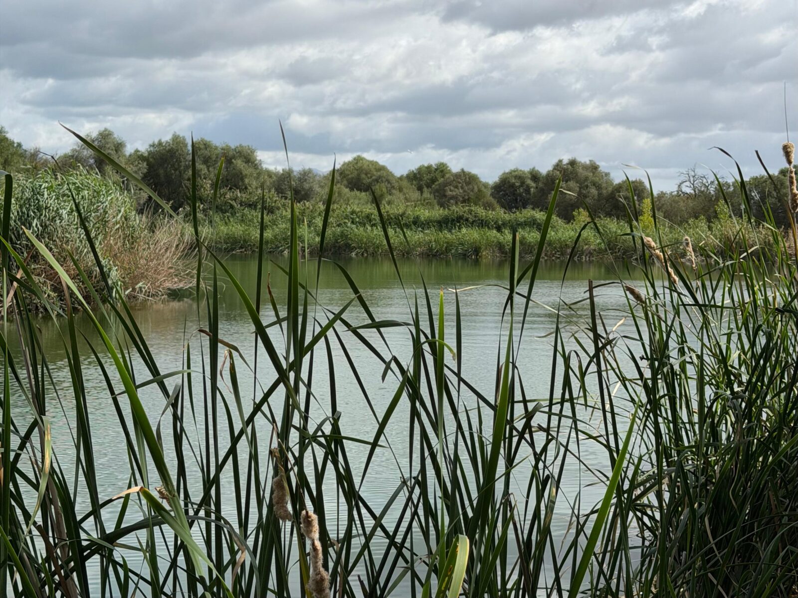 Més vegetació a la bassa de Binissalem per eliminar contaminants i nutrients de la depuradora