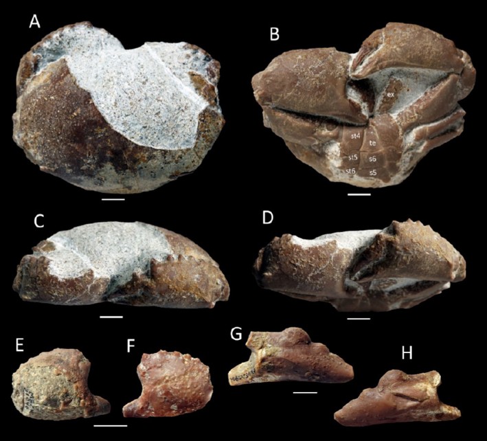 Descobreixen a Randa un cranc marí de fa 35 milions d’anys mai documentat fins ara a Ibèria