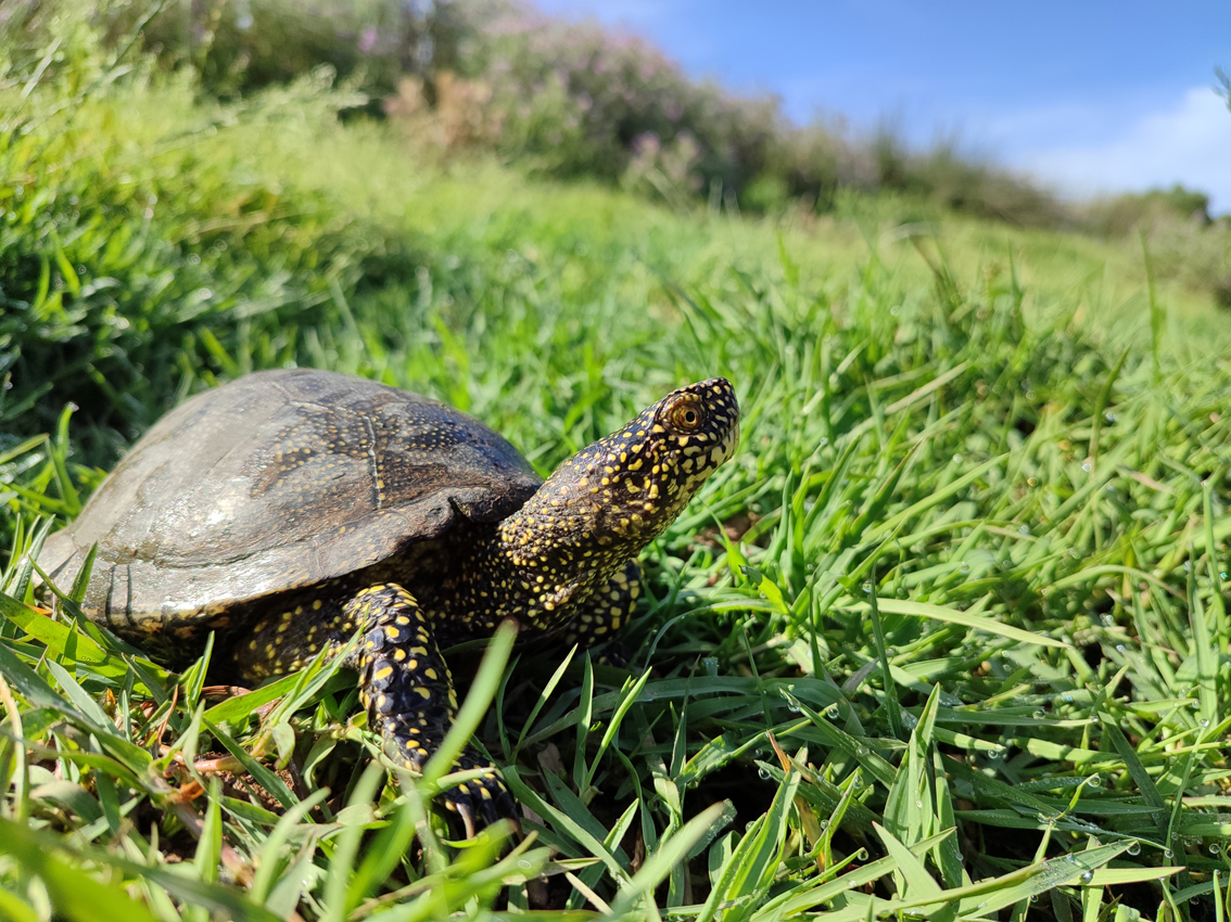 Menorca posa a prova l’ús de drons per fer el seguiment de la tortuga d’aigua europea