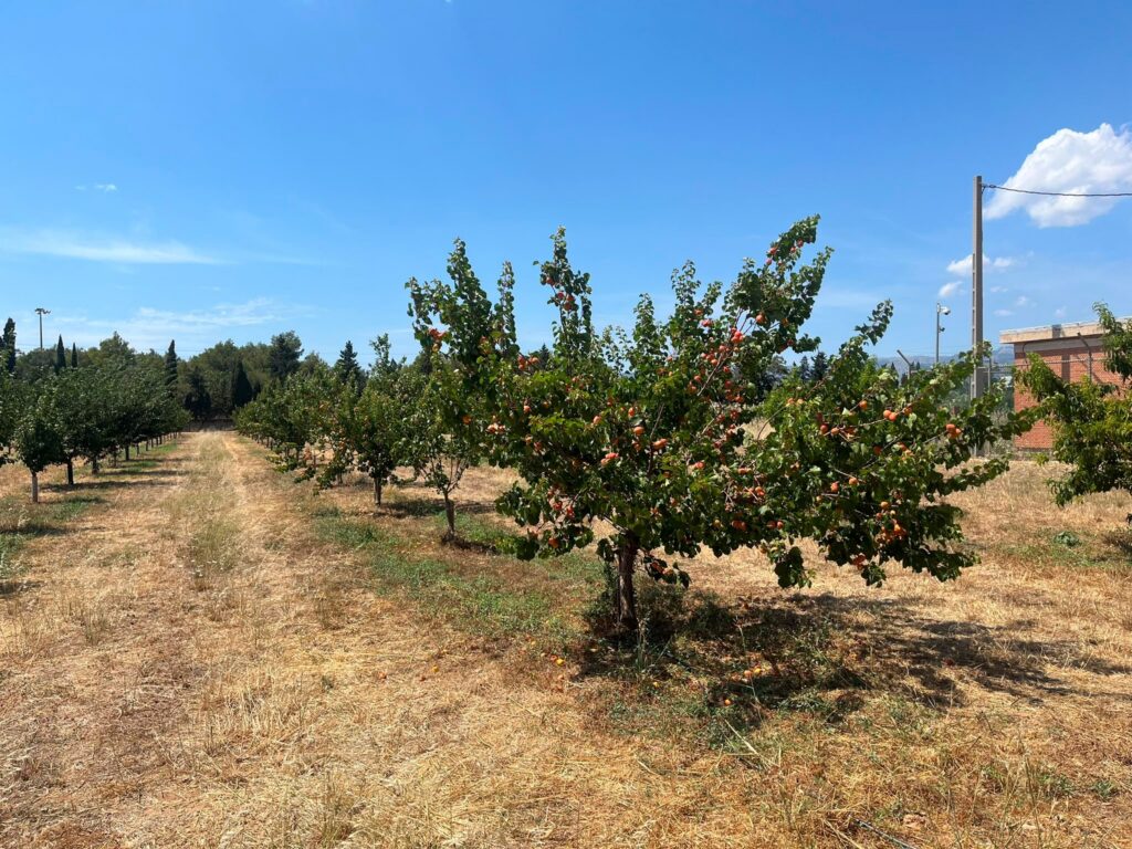 Prunes, melicotons i albercocs inauguren la primera collita del banc de germoplasma de l'IRFAP