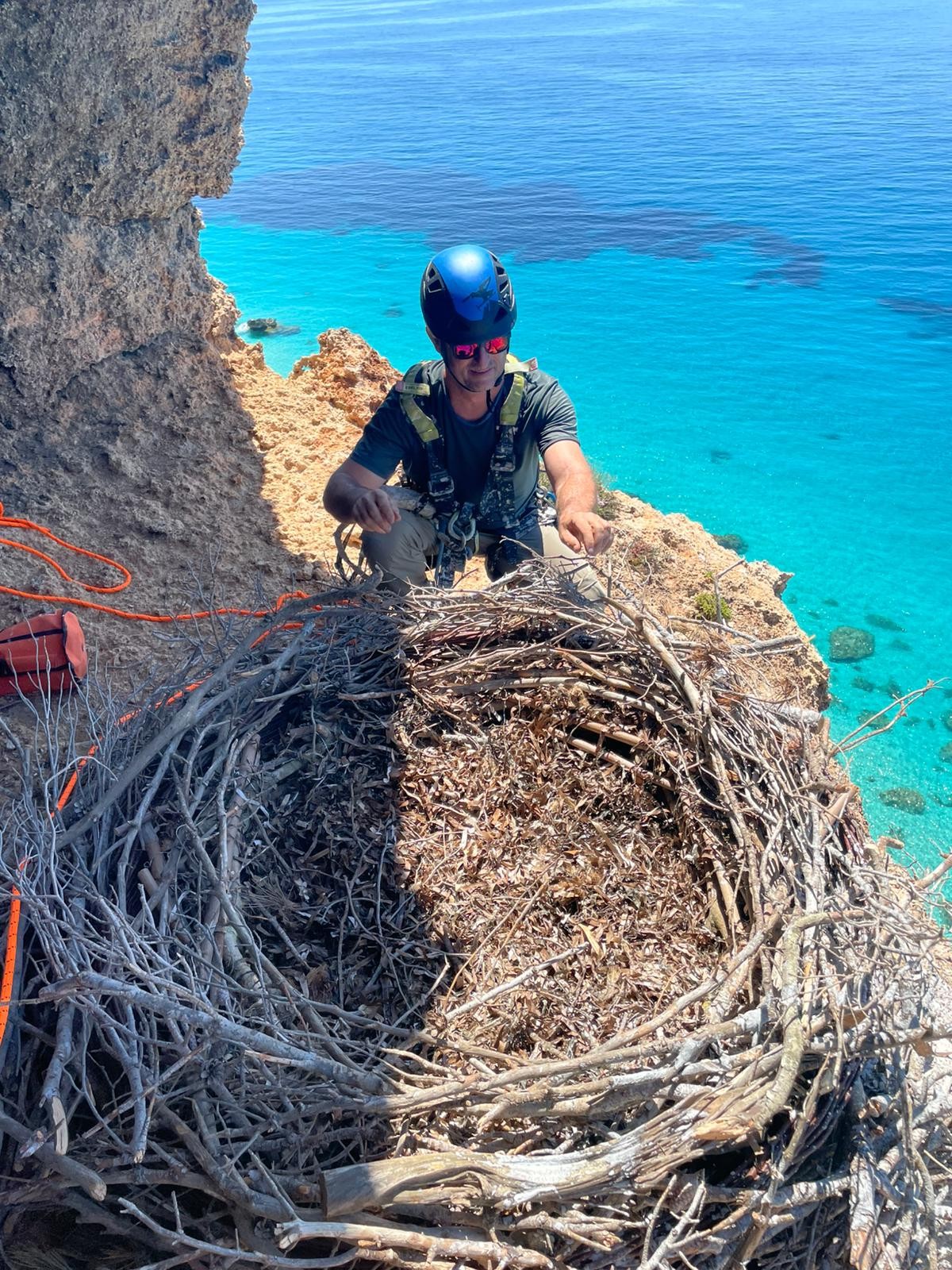 Instal·lats vuit nius artificials per afavorir la reproducció de l'àguila peixatera