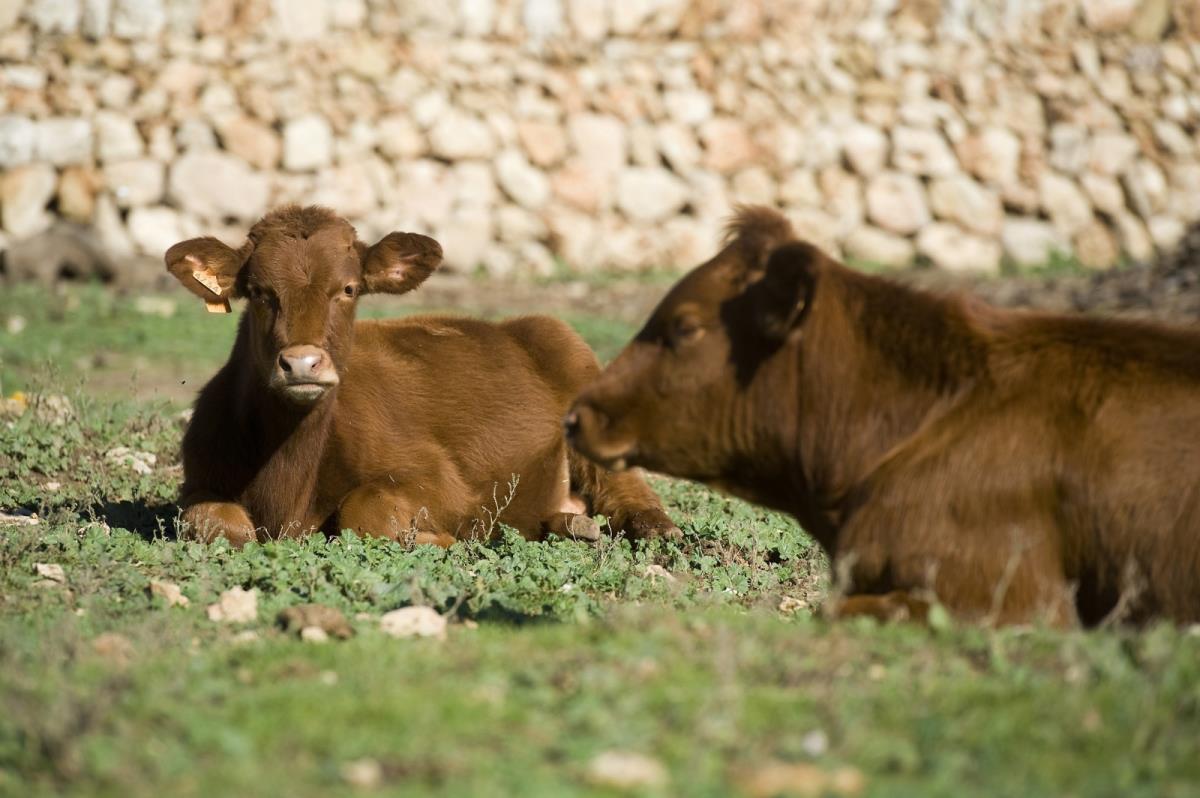 El Consell de Menorca destina 30.000 euros a preservar les races autòctones de l'illa