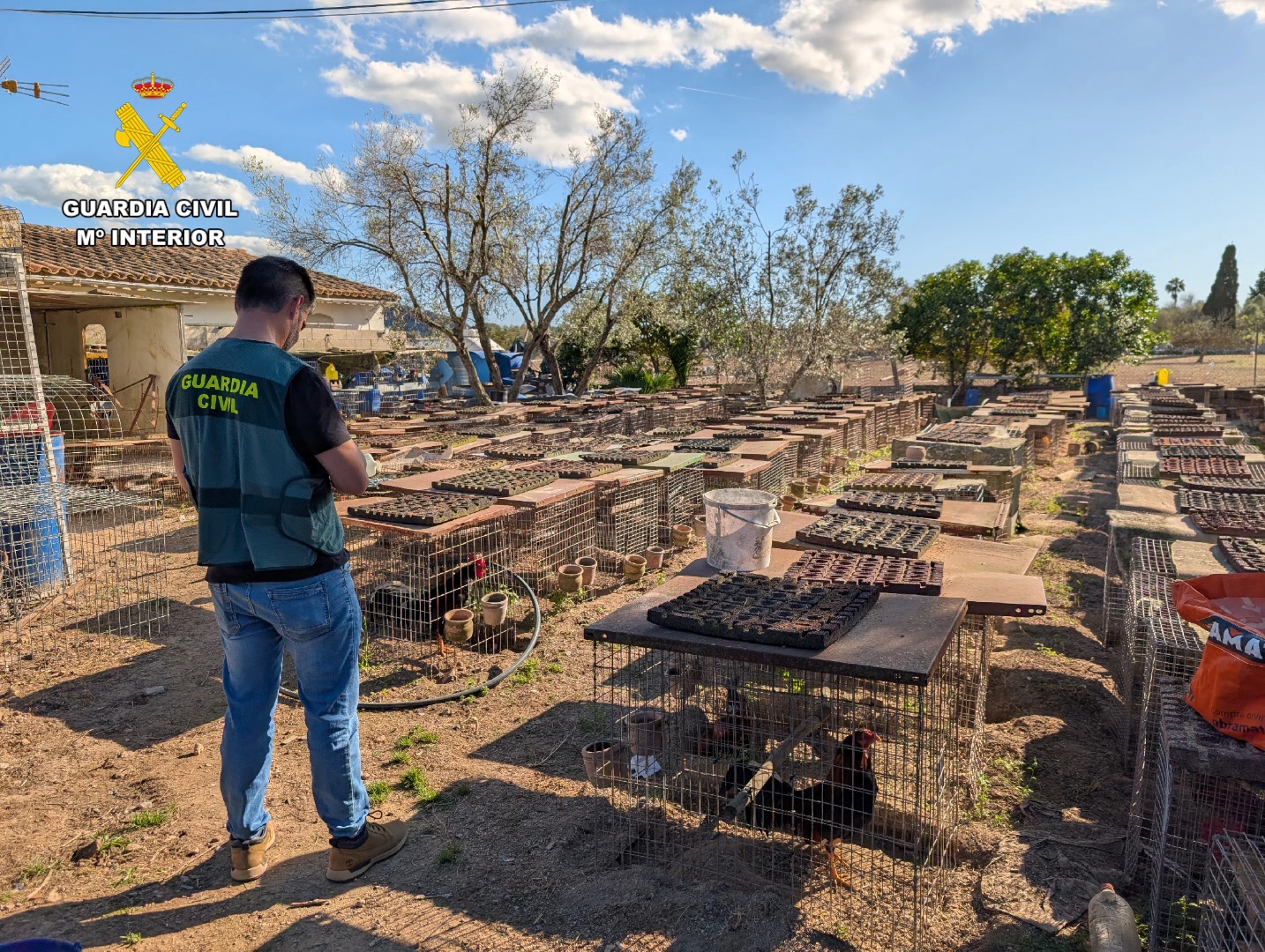 Una granja dels horrors a Campanet amb 70 galls ferits per baralles i un quiròfan veterinari il·legal