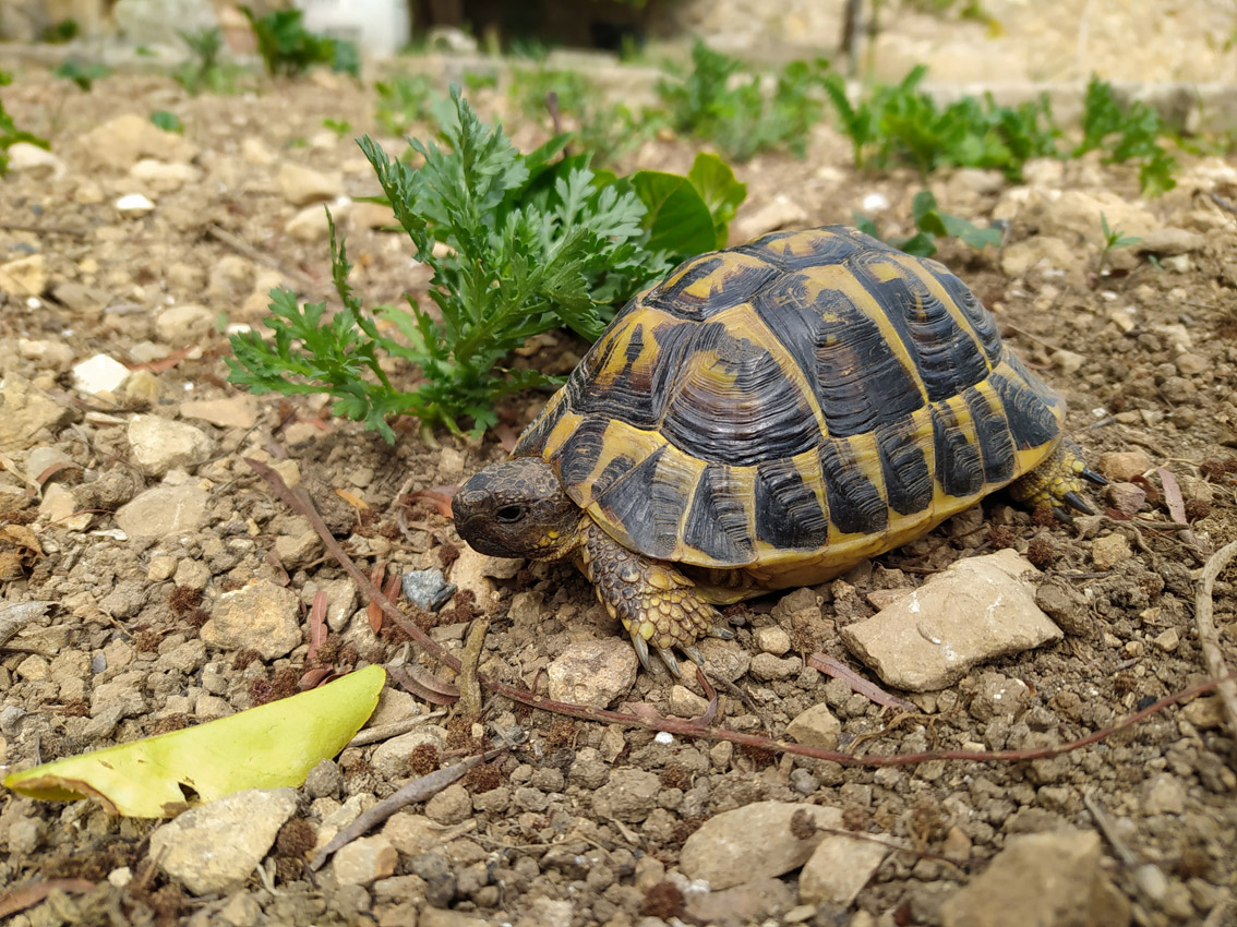 L’expansió silenciosa de les tortugues de terra a Mallorca