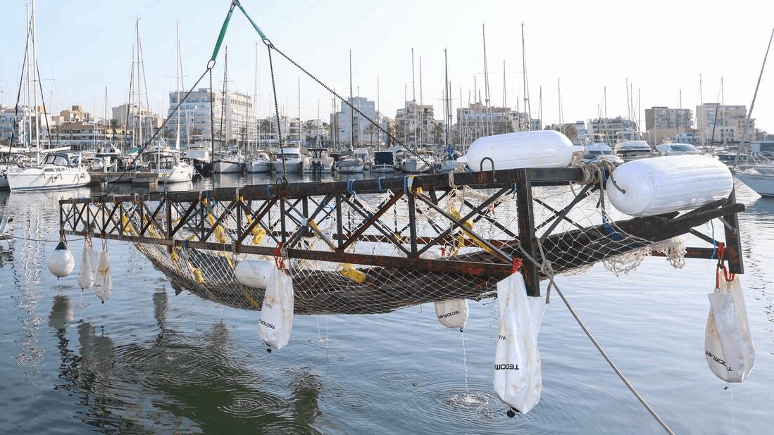 La Universitat de les Illes Balears ha ampliat la seva participació en el projecte d’excavació i estudi del derelicte romà de Ses Fontanelles amb la incorporació del grup de recerca de Química Bioinorgànica i Bioorgànica (QUIMIBIO), que assumirà una part fonamental dels treballs destinats a garantir la conservació de les restes de l’embarcació. El grup s’encarregarà de dur a terme anàlisis químiques especialitzades relacionades amb els processos de dessalinització i estabilització de les fustes recuperades. Aquestes actuacions són essencials per preservar adequadament els materials extrets del fons marí i assegurar-ne la conservació a llarg termini. La incorporació de QUIMIBIO es produeix després que s’hagi completat l’extracció íntegra del vaixell romà localitzat a Ses Fontanelles, a la Platja de Palma. L’embarcació, enfonsada fa aproximadament 1.700 anys, ha estat recuperada en el marc del projecte ARQUEOMALLORNAUTA, una intervenció que va començar el mes de març i que ha culminat amb la retirada de la darrera secció del derelicte. Les restes es troben actualment al Castell de Sant Carles, on romandran submergides durant prop d’un any i mig en piscines de dessalatge. Una vegada completada aquesta fase, les fustes seran traslladades al laboratori ARQVAtec del Museu Nacional d’Arqueologia Subaquàtica de Cartagena per sotmetre-les a un procés de restauració i estudi més complex. Fins ara, la participació de la UIB en el projecte estava liderada pel grup de Recerca en Història Antiga (CIVITAS), encarregat de l’estudi i contextualització arqueològica de les restes. Amb l’entrada de QUIMIBIO, la universitat reforça el vessant científic del projecte i amplia l’enfocament interdisciplinari necessari per abordar tant la investigació històrica com la conservació dels materials. El projecte ARQUEOMALLORNAUTA està impulsat pel Consell de Mallorca amb la participació de la Universitat de les Illes Balears, la Universitat de Barcelona i la Universitat de Cadis, així com amb la col·laboració del Centre de Busseig de l’Armada. L’extracció completa del derelicte és considerada una de les actuacions més destacades dels darrers anys en l’àmbit de l’arqueologia subaquàtica a la Mediterrània.