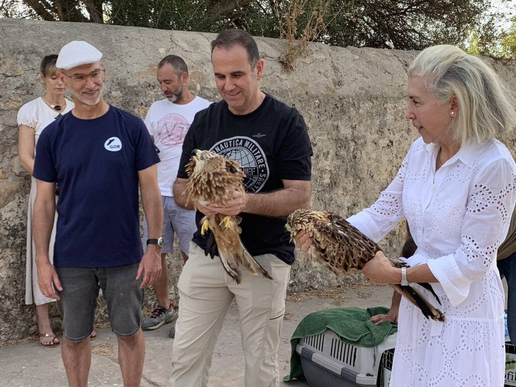 La tecnologia reforça la recuperació de la milana a Mallorca amb el seguiment de 27 exemplars