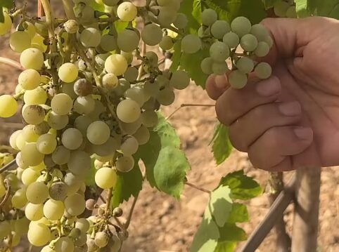 La calor avança la verema a les Illes Balears amb bones perspectives de qualitat