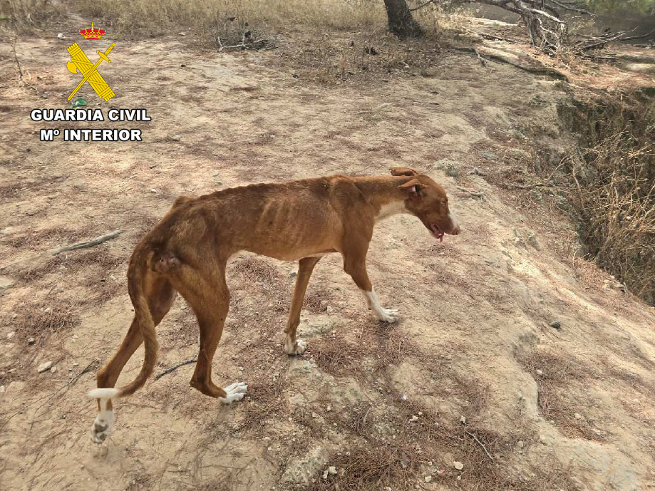 Investiguen un home per un presumpte cas de maltractament animal a Sant Josep després de trobar cinc cans en estat crític