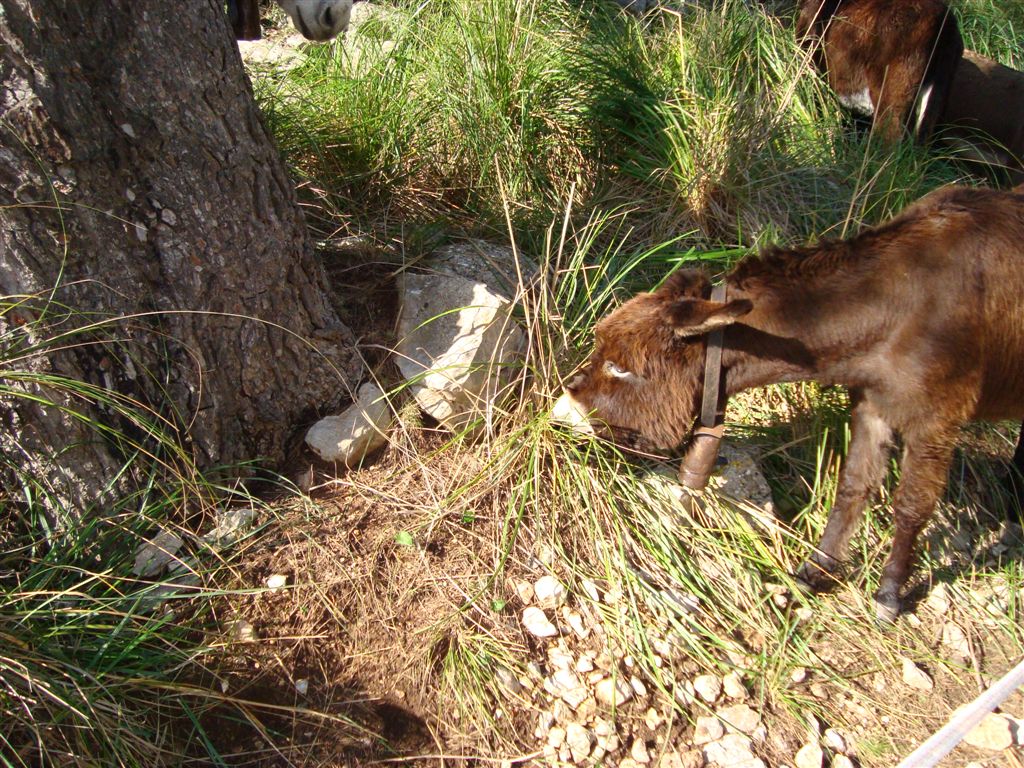 Les someres mallorquines tornen amb força com una eina natural per controlar la vegetació