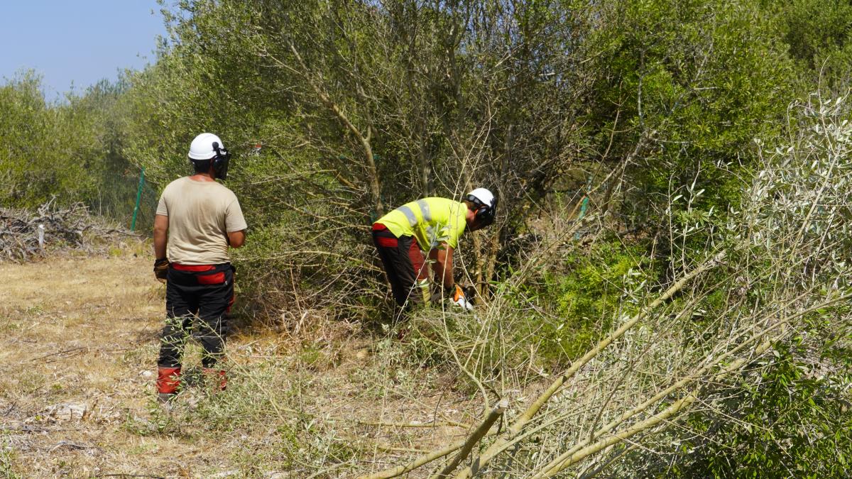 El Consell de Menorca inicia una actuació forestal de gran abast per prevenir incendis als vuit municipis