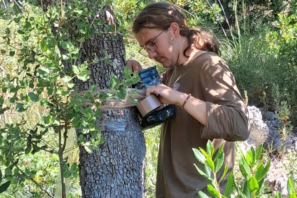 Més de 3.200 banyarriquers capturats a Sa Comuna de Bunyola en la campanya anual de control