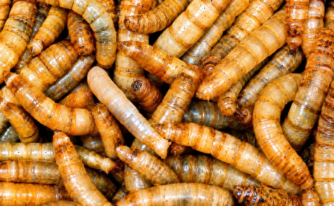 L'Alzinar: Farina d'insectes i aliments impresos en 3D