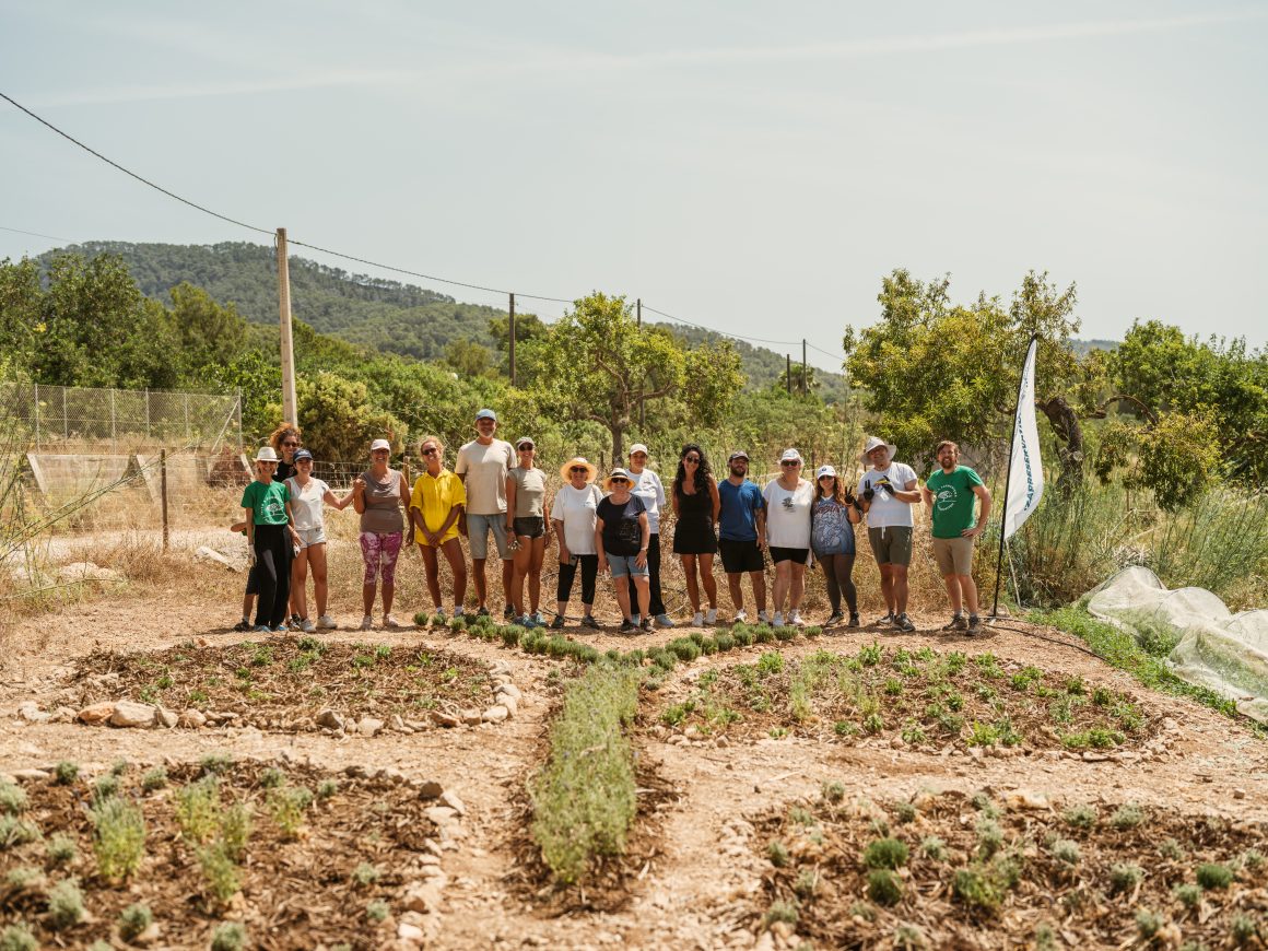 Una vintena de voluntaris han participat aquest matí en la creació d'un nou jardí de papallones a la finca ecològica de Can Puvil, a Sant Josep, una iniciativa impulsada per Ibiza & Formentera Preservation per fomentar la biodiversitat i afavorir la presència de pol·linitzadors als entorns agrícoles de l'illa. Durant la jornada es varen plantar més de 500 exemplars d'espècies aromàtiques i nutritives, entre les quals romaní, farigola, lavanda, sàlvia, santolina, fonoll i julivert. El jardí, dissenyat amb forma de papallona, s'ha creat amb la col·laboració de l'Associació de Productors d'Agricultura Ecològica d'Eivissa i Formentera (APAEEF). L'actuació forma part del projecte Butterflies for Biodiversity, inspirat en la iniciativa Regenerating Butterflies de la conservacionista Astrid Vargas i desenvolupat conjuntament amb l'associació A Regenerar. El programa promou la creació de jardins amb espècies autòctones per millorar l'hàbitat dels insectes pol·linitzadors, afavorir la qualitat del sòl i optimitzar la gestió de l'aigua dins les explotacions agrícoles. Aquesta acció s'emmarca també en el programa Ibiza and Formentera Produce, destinat a impulsar sistemes alimentaris més sostenibles i resilients. El coordinador del programa, Jordi Salewski, destaca que aquests espais demostren que la conservació de la biodiversitat és compatible amb l'activitat agrària i contribueixen tant a incrementar la presència d'insectes beneficiosos per als cultius com a millorar la qualitat ambiental de les explotacions. Un indicador de la salut dels ecosistemes La creació d'aquests jardins coincideix amb la necessitat de reforçar la conservació de les papallones, considerades excel·lents bioindicadores de l'estat dels ecosistemes terrestres per la seva sensibilitat als canvis ambientals i climàtics. Segons les dades del programa de seguiment científic Catalan Butterfly Monitoring Scheme (CBMS), durant el 2025 es varen comptabilitzar 1.381 exemplars de 16 espècies diferents a l'estació de mostreig de Can Toni d'en Jaume Negre, a Sant Joan de Labritja, davant els 499 individus registrats l'any anterior. Malgrat aquest increment, l'Observatori de la Sostenibilitat d'IbizaPreservation demana prudència a l'hora d'interpretar els resultats. La tècnica de l'Observatori, Inés Roig, explica que l'augment de les precipitacions durant el 2025 podria haver afavorit temporalment les poblacions després de dos anys especialment secs, però recorda que les sèries de seguiment encara són massa curtes per confirmar una recuperació. L'entitat subratlla que les poblacions de pol·linitzadors presenten una elevada variabilitat entre anys i defensa la necessitat de mantenir i ampliar el seguiment científic amb noves estacions tant a Eivissa com a Formentera per conèixer millor els efectes del canvi climàtic i de les transformacions del territori. Amb el jardí inaugurat a Can Puvil, Ibiza & Formentera Preservation suma ja quatre espais dedicats a les papallones: tres a Eivissa i un a Formentera. L'objectiu és continuar creant hàbitats que proporcionin aliment, refugi i zones de reproducció per a aquests insectes, imprescindibles per al manteniment de la biodiversitat i dels ecosistemes agraris de les Pitiüses.