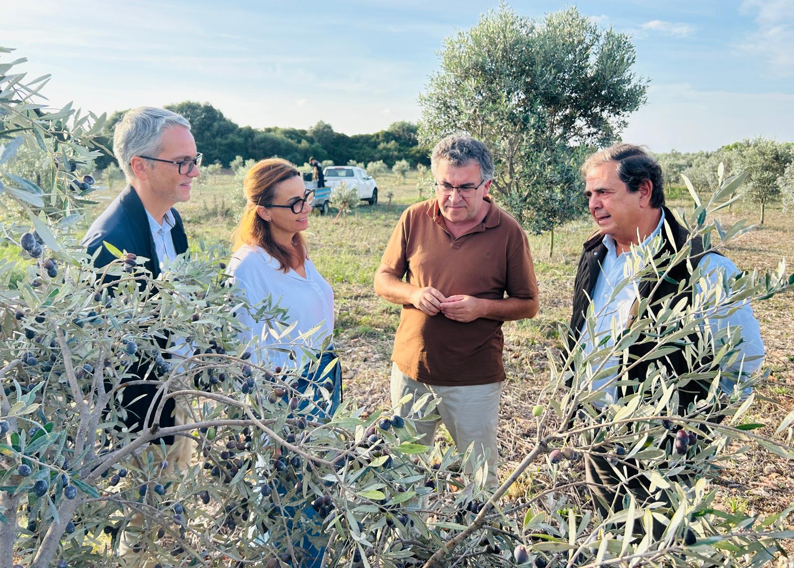 L'oli de Menorca s'estrena al mercat amb més de 9.000 litres comercialitzats i 267.000 euros de valor comercial