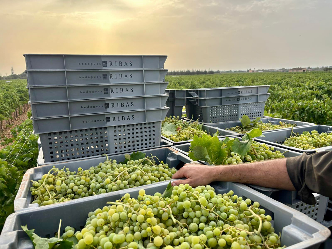 La verema més primerenca posa a prova els tècnics de les bodegues mallorquines