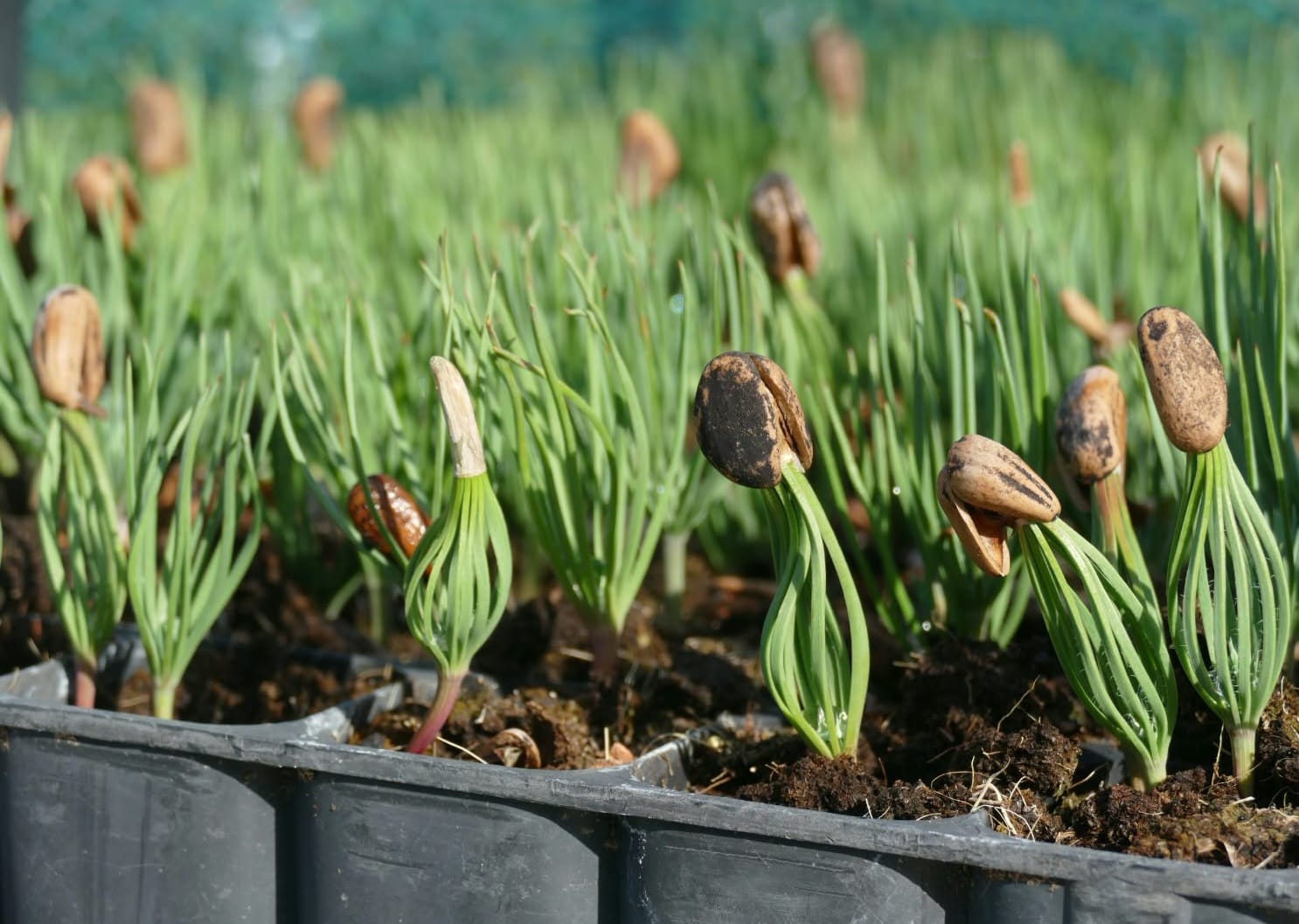 El viver de Menut produirà més de 180.000 plantes autòctones de 90 espècies per restaurar ecosistemes danyats