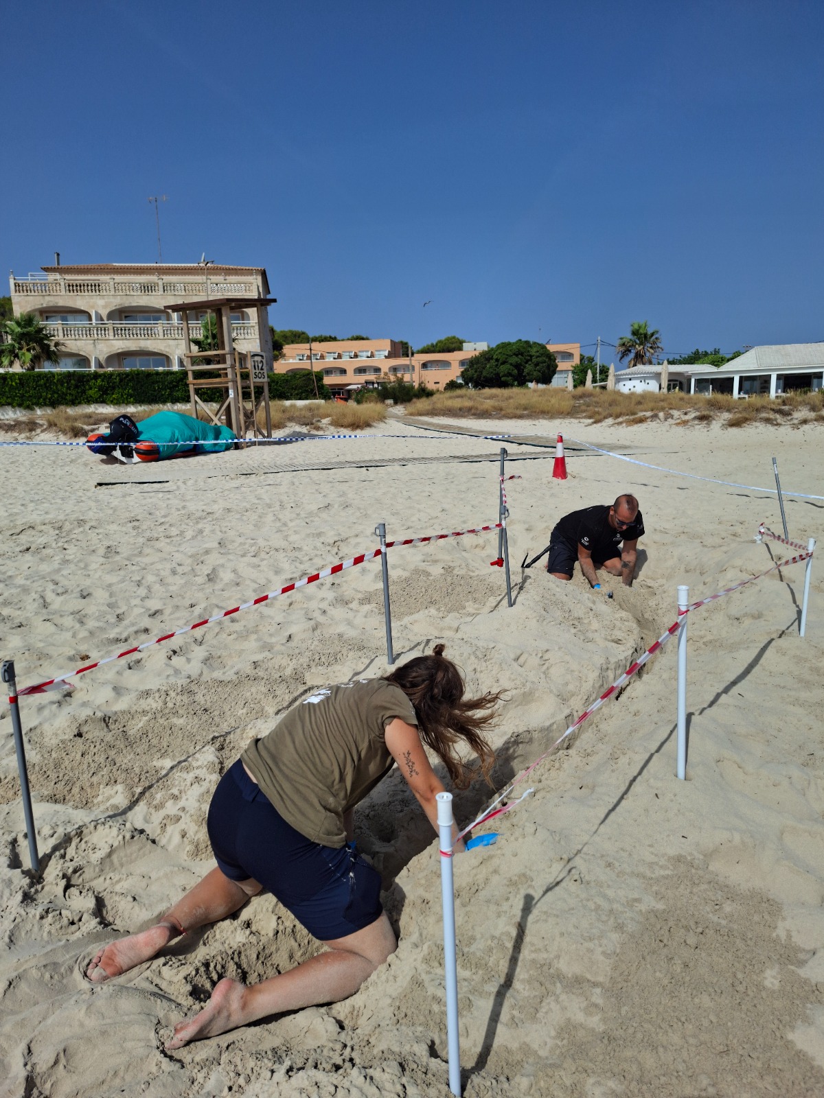 Neixen 23 cries de tortuga en el primer niu localitzat aquest estiu a les Balears