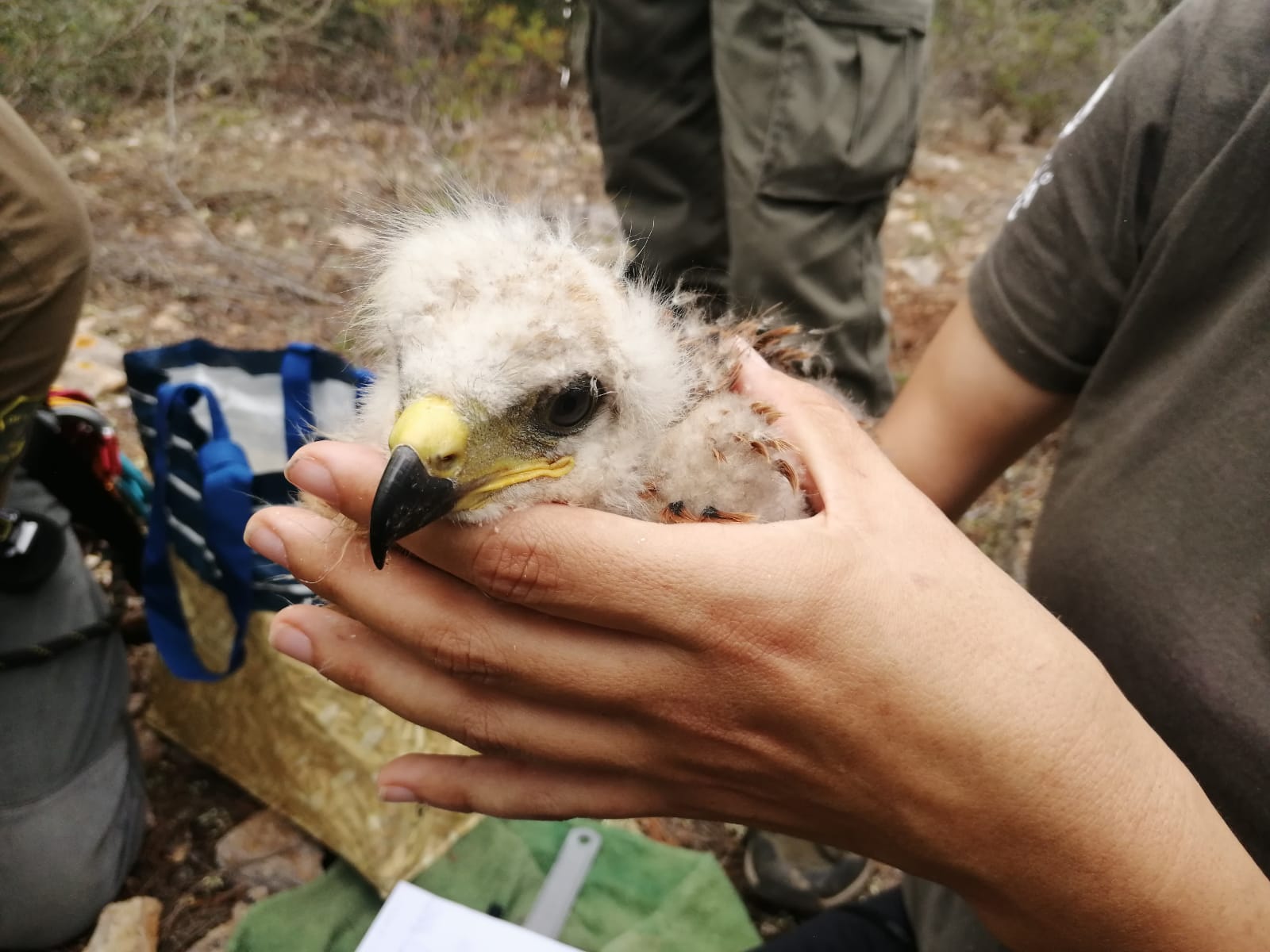 Una nova fundació pública assumirà a partir de 2027 el servei de recuperació de la fauna silvestre